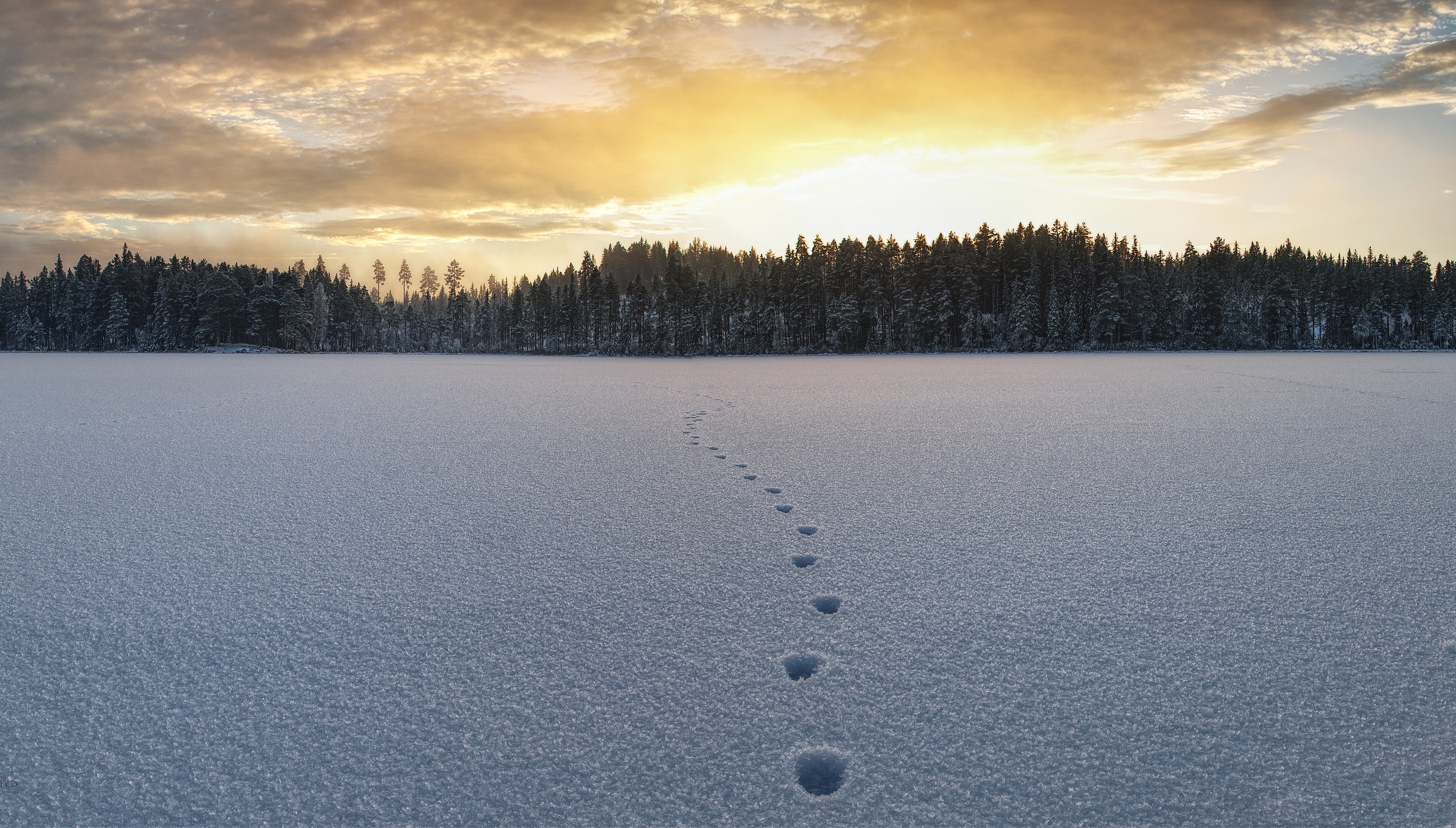 earth, winter, landscape, nature, snow, tracks