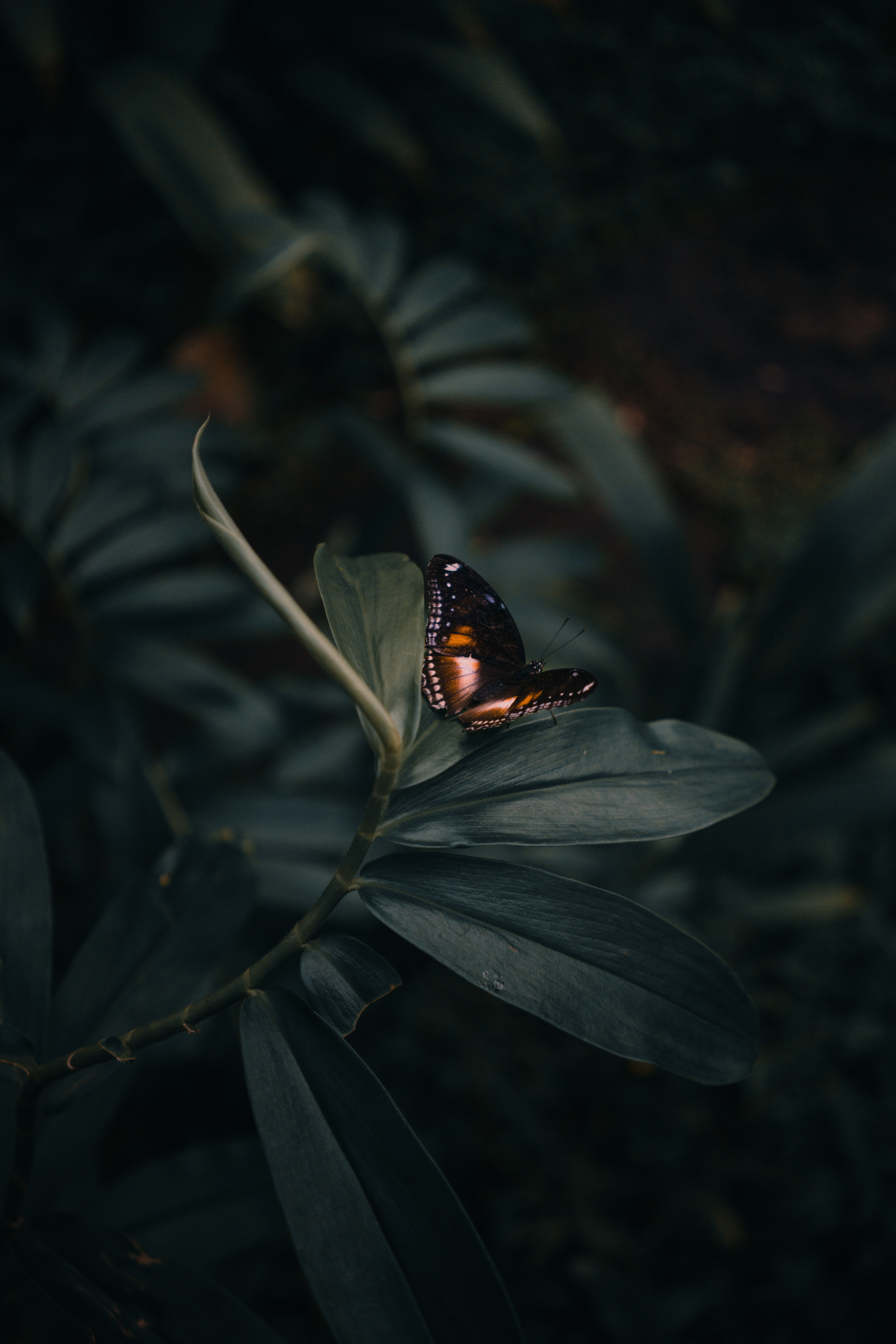 Descarga gratis la imagen Planta, Macro, De Cerca, Primer Plano, Insecto, Mariposa en el escritorio de tu PC