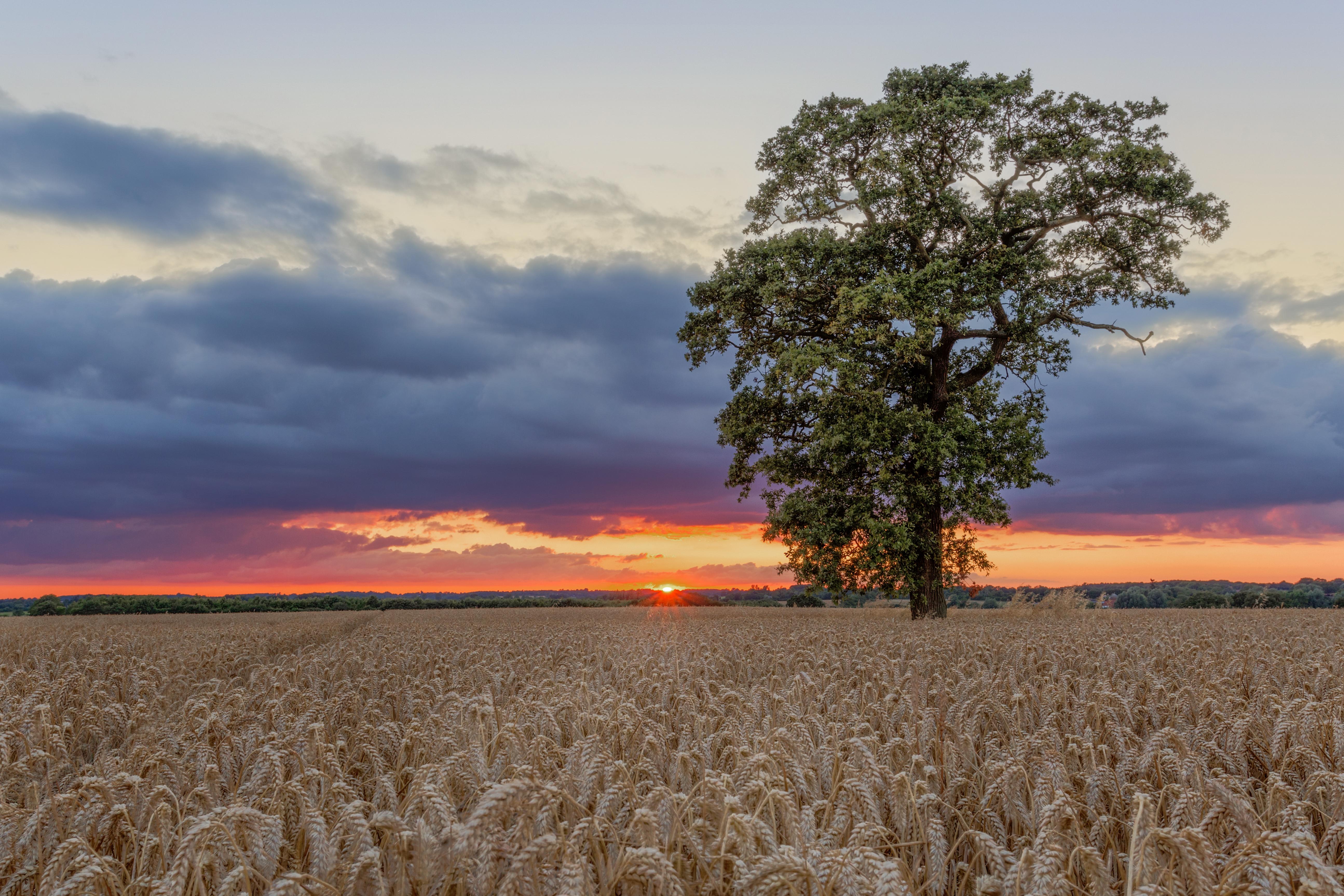 Free download wallpaper Landscape, Sunset, Wheat, Tree, Earth, Field, Cloud, Lonely Tree on your PC desktop