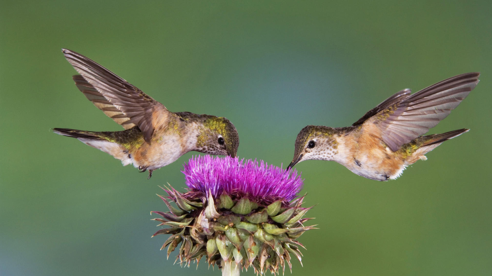 Baixe gratuitamente a imagem Animais, Aves, Beija Flor, Flor, Pássaro na área de trabalho do seu PC