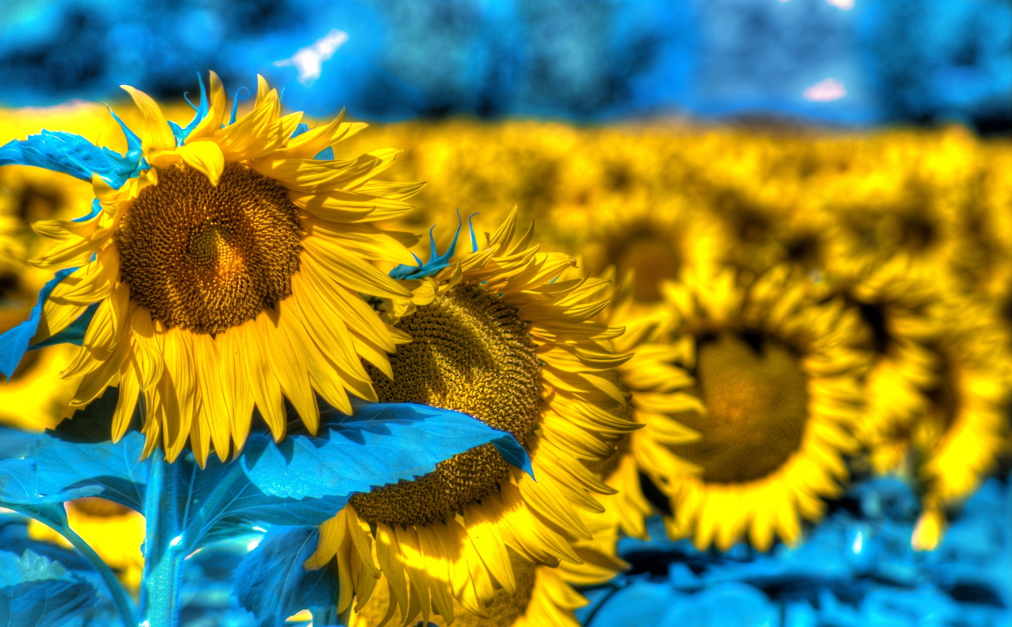 Free download wallpaper Nature, Flowers, Summer, Flower, Macro, Earth, Field, Sunflower on your PC desktop