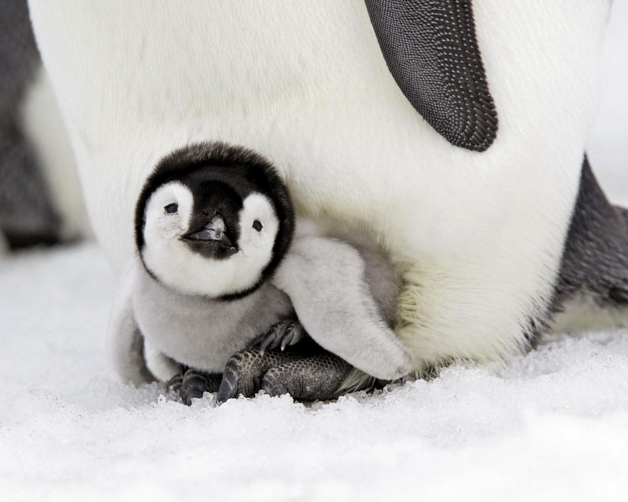 Baixe gratuitamente a imagem Animais, Pássaro, Pinguim na área de trabalho do seu PC