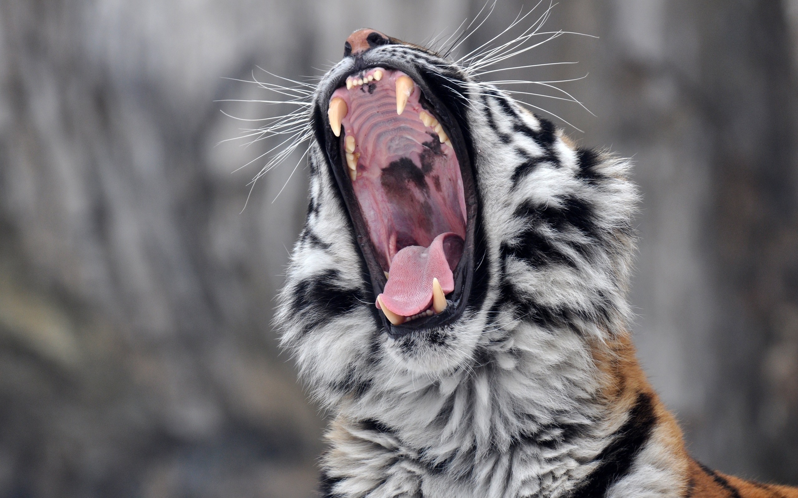 animal, tiger, close up, roar, cats