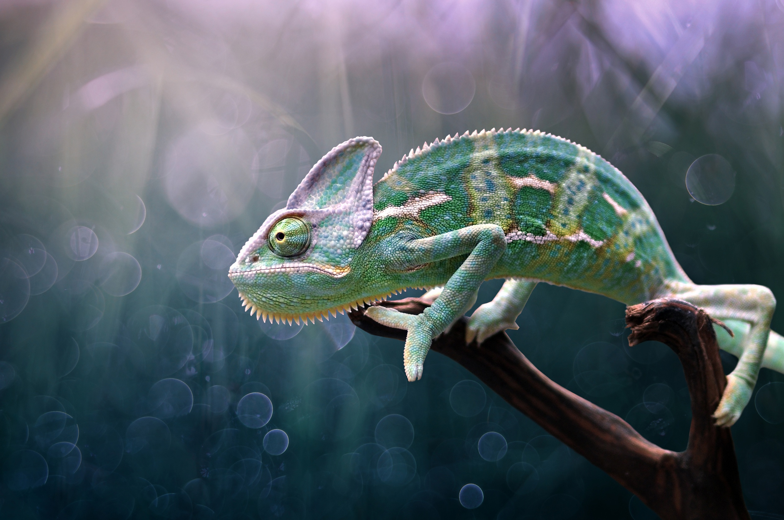 Téléchargez gratuitement l'image Animaux, Lézard, Reptile, Caméléon, Reptiles sur le bureau de votre PC