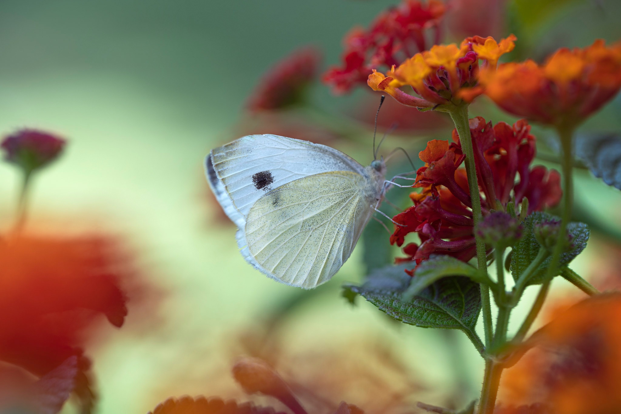 Descarga gratis la imagen Animales, Flor, Insecto, Mariposa, Macrofotografía en el escritorio de tu PC