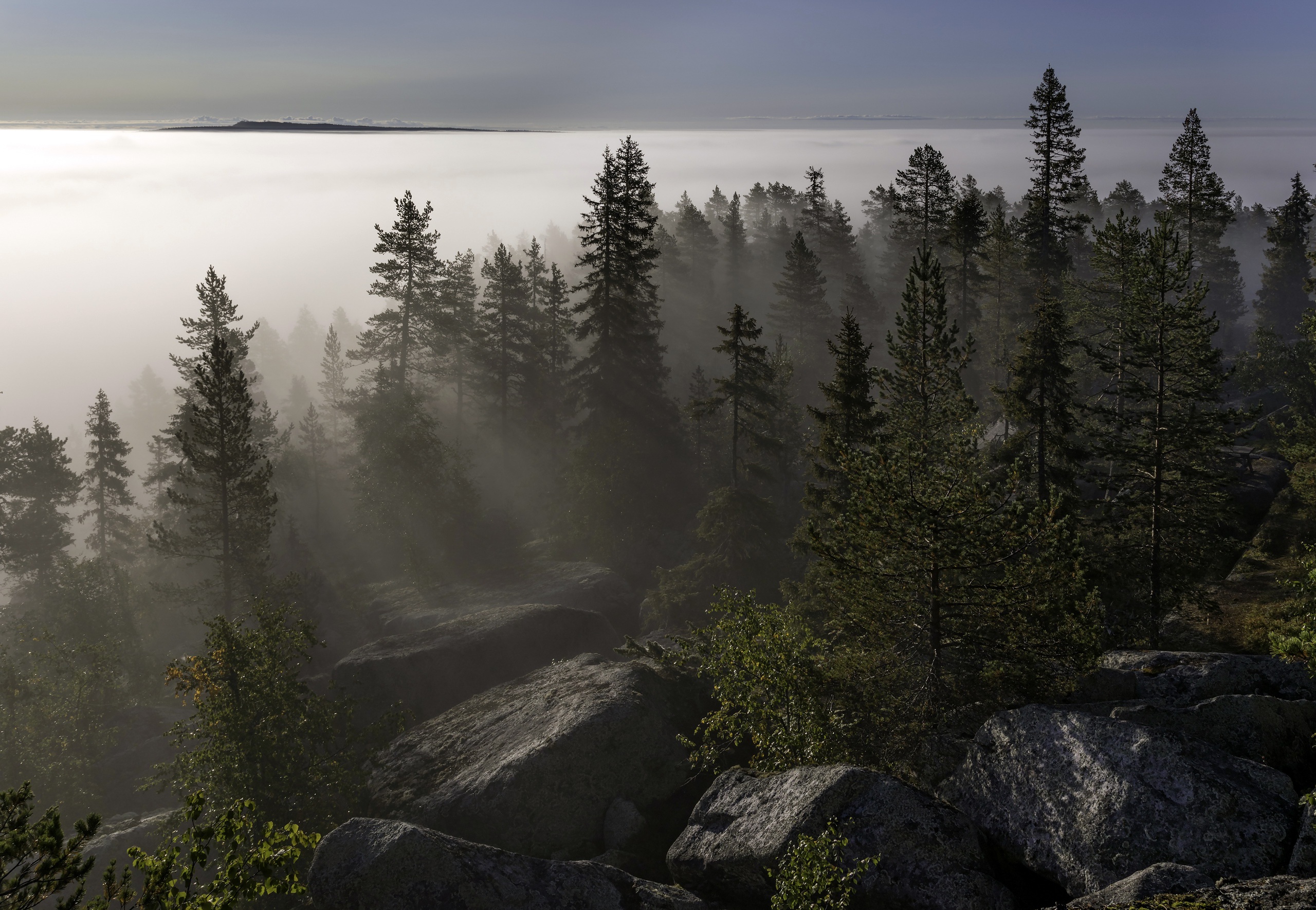 無料モバイル壁紙自然, 木, 地平線, 霧, 地球をダウンロードします。