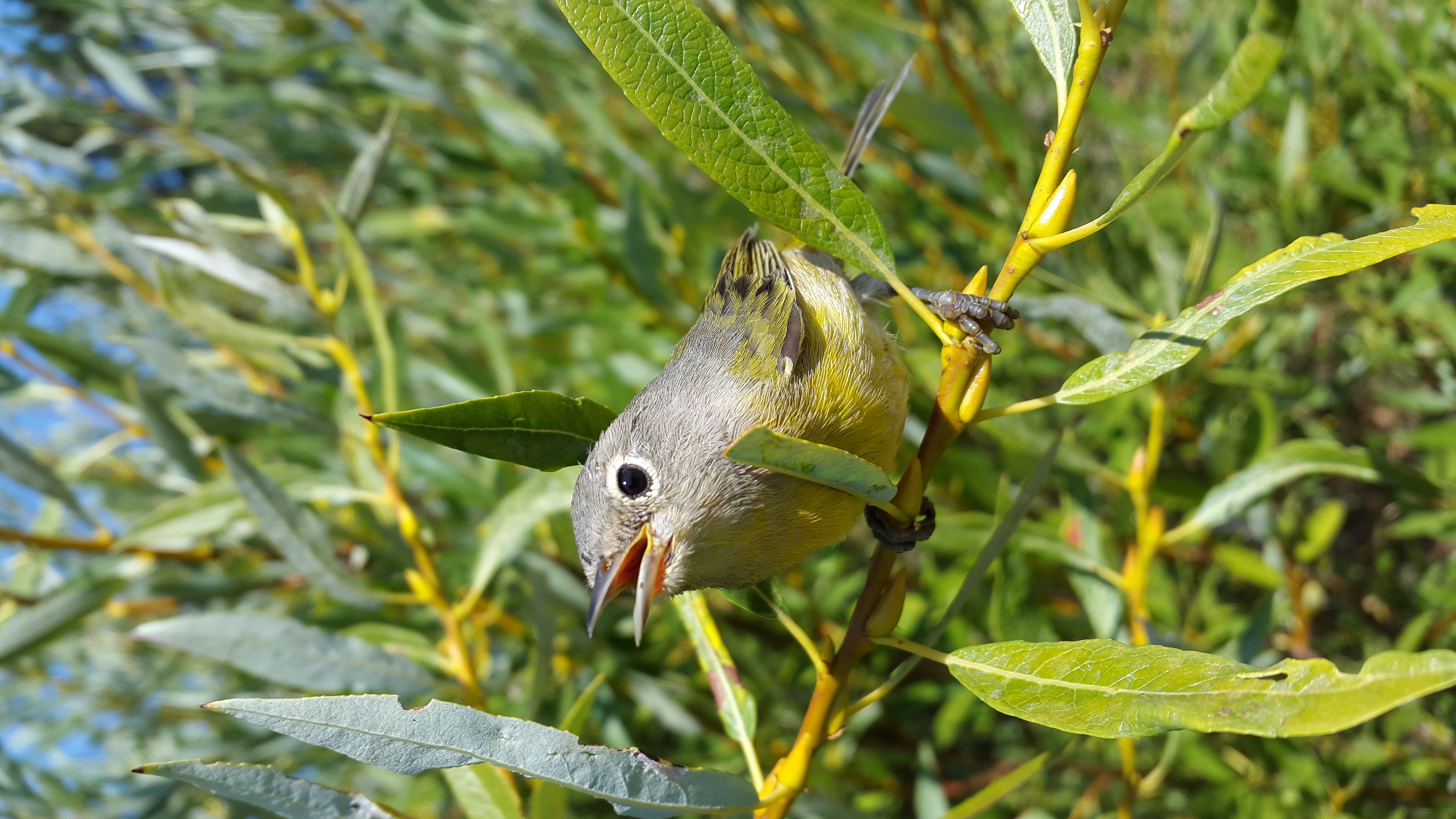 Descarga gratuita de fondo de pantalla para móvil de Animales, Aves, Ave.