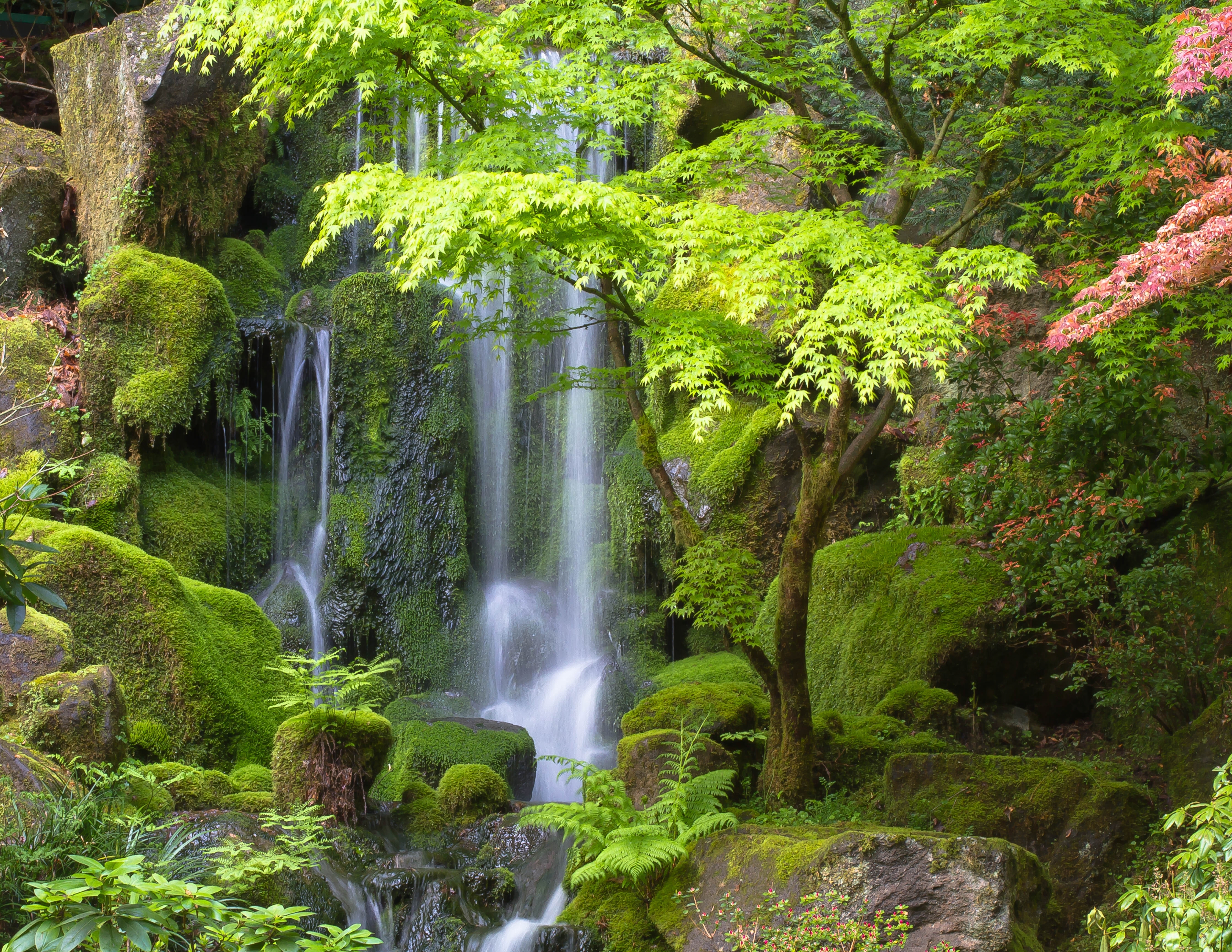 Download mobile wallpaper Nature, Waterfalls, Waterfall, Fern, Earth, Moss, Lonely Tree for free.