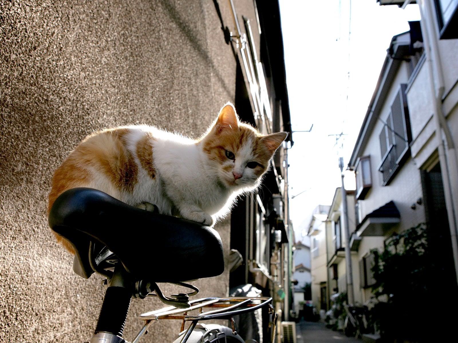 Download mobile wallpaper Kitty, Animals, Cat, Kitten, Bicycle for free.