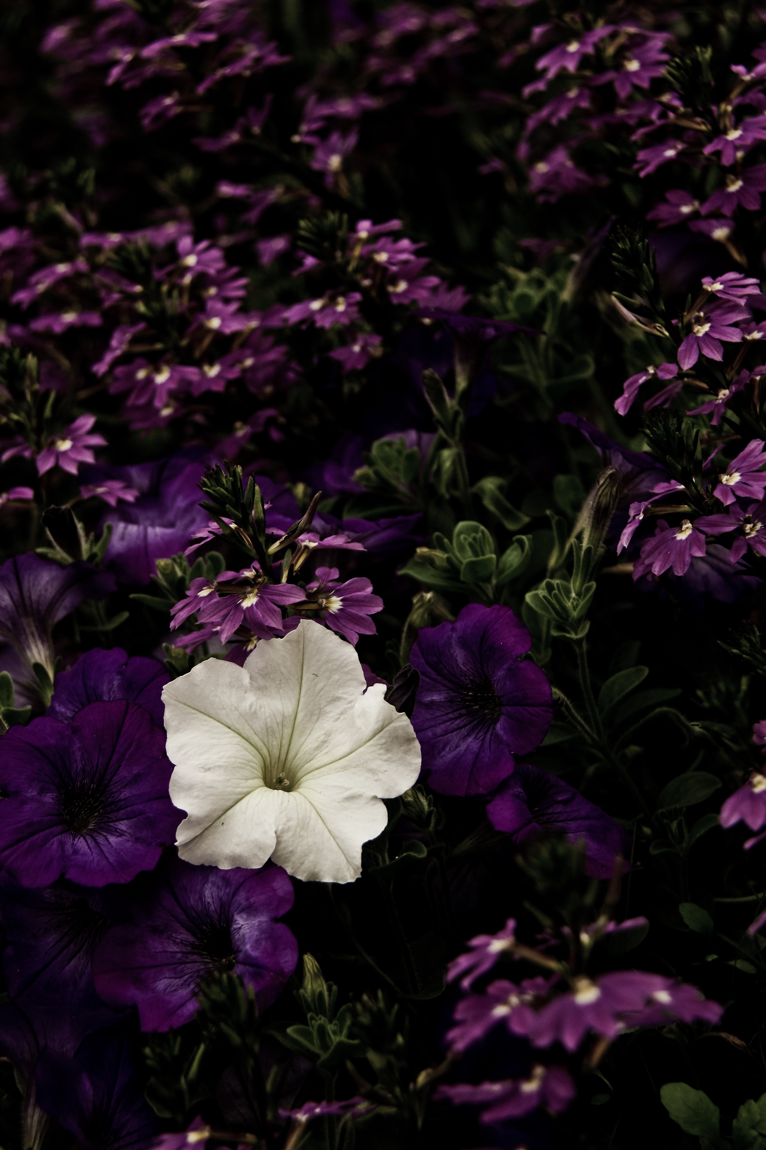 73888 скачать картинку фиолетовый, цветы, клумба, белый, контраст - обои и заставки бесплатно