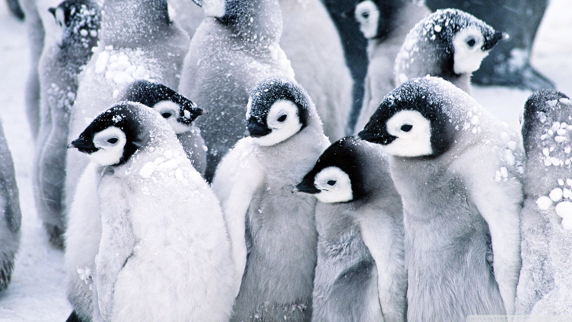 Téléchargez gratuitement l'image Animaux, Oiseau, Manchot, Des Oiseaux sur le bureau de votre PC