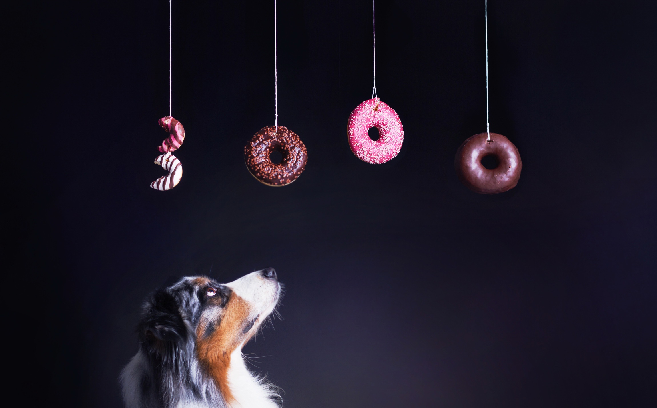 Handy-Wallpaper Tiere, Hunde, Hund, Schnauze, Border Collie, Donut kostenlos herunterladen.