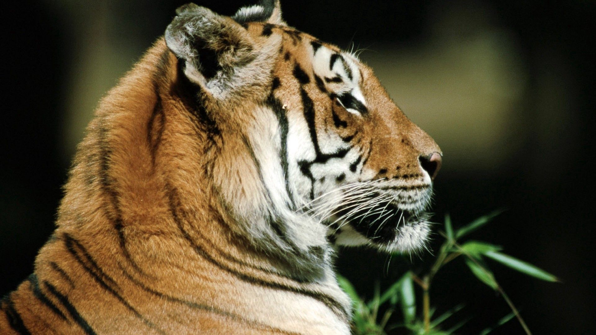 Download mobile wallpaper Striped, Animals, Muzzle, Predator, Tiger for free.