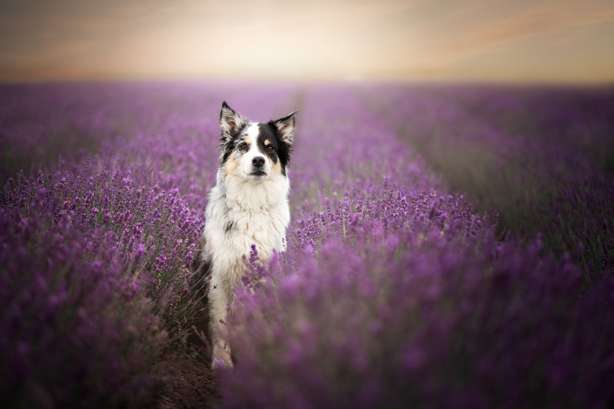 Laden Sie das Tiere, Hunde, Lavendel, Border Collie-Bild kostenlos auf Ihren PC-Desktop herunter