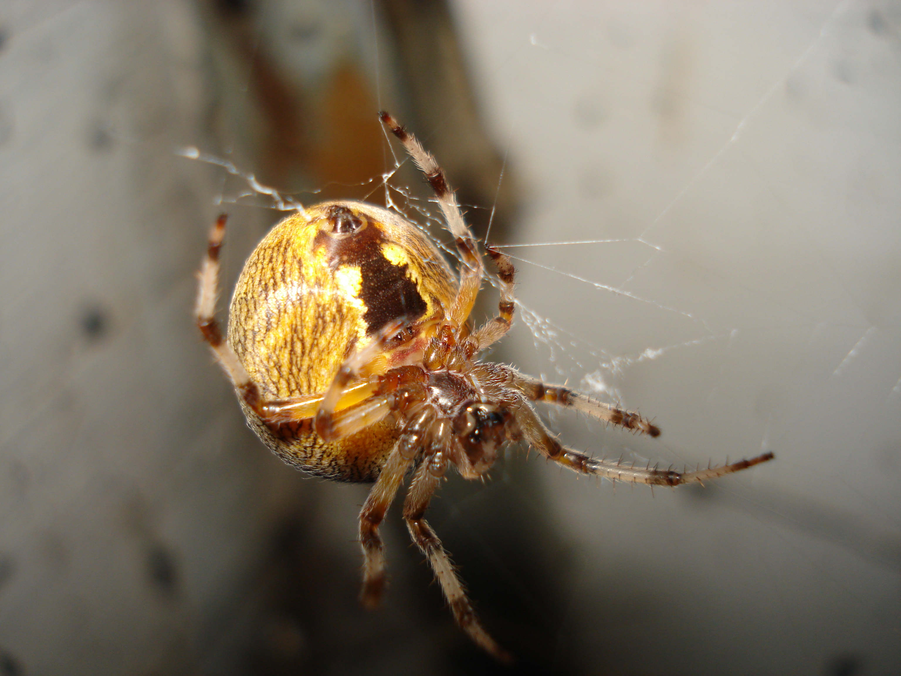 Download mobile wallpaper Spiders, Spider, Animal for free.