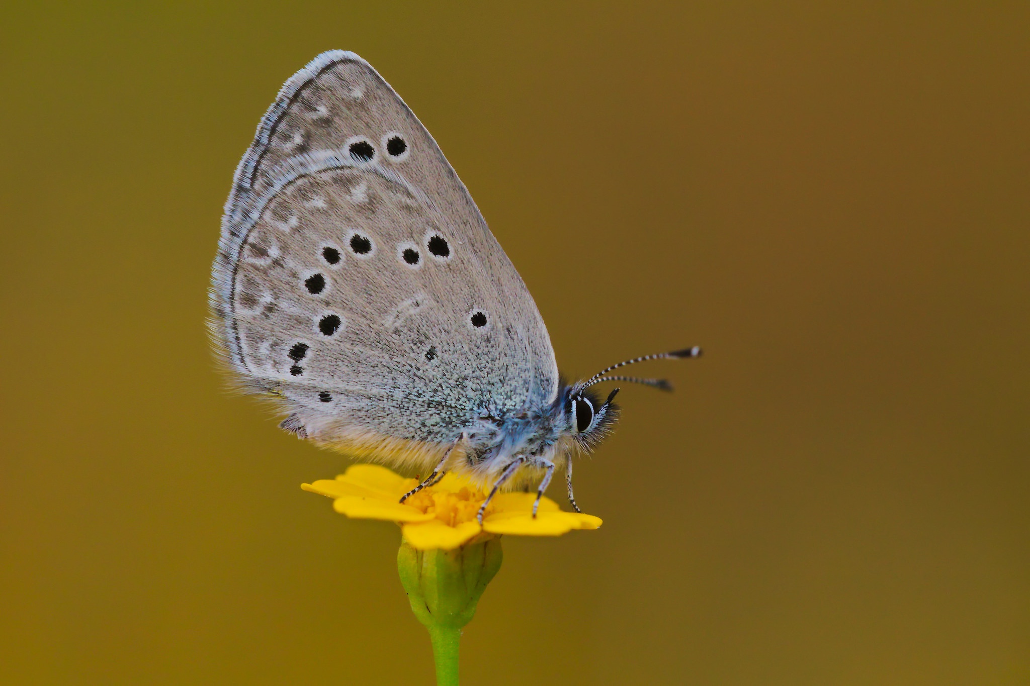 Download mobile wallpaper Macro, Insect, Butterfly, Animal for free.