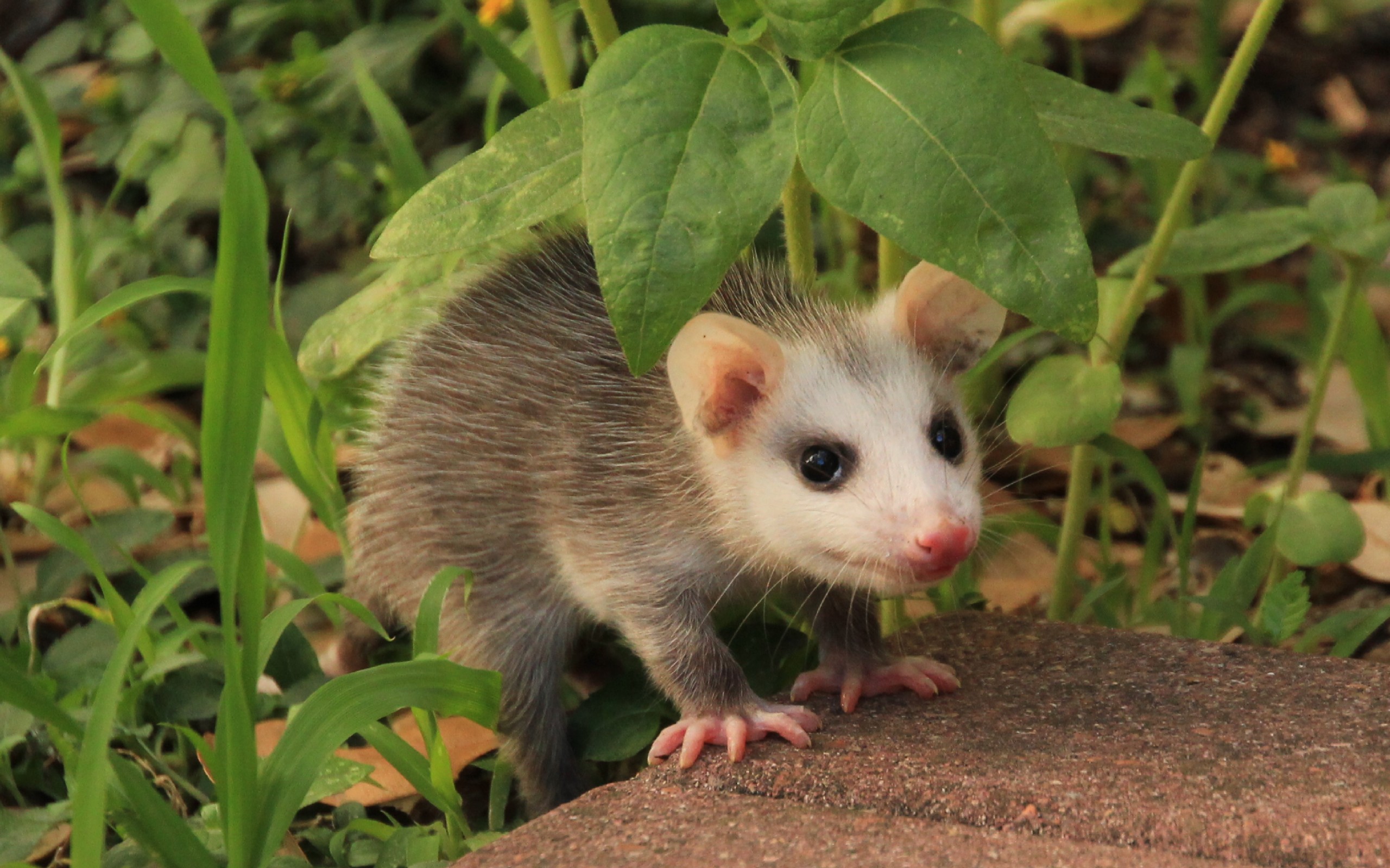 Télécharger des fonds d'écran Opossum HD