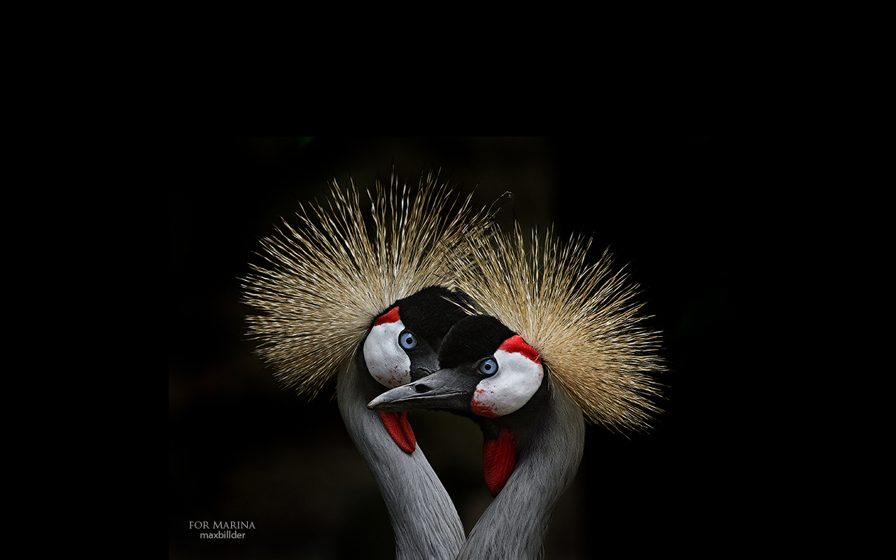 grey crowned crane, animal, bird