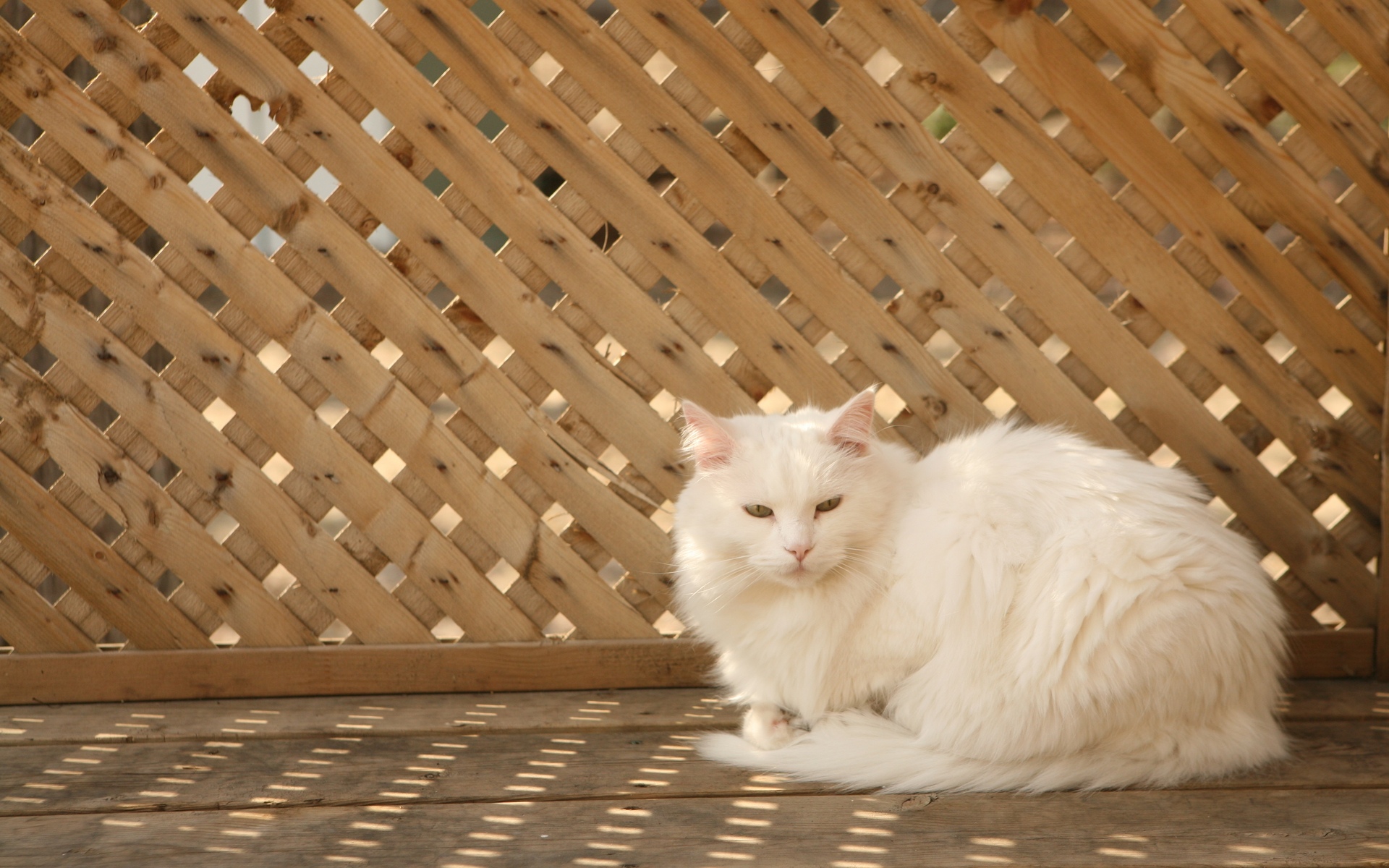 Baixe gratuitamente a imagem Gato, Gatos, Animais na área de trabalho do seu PC