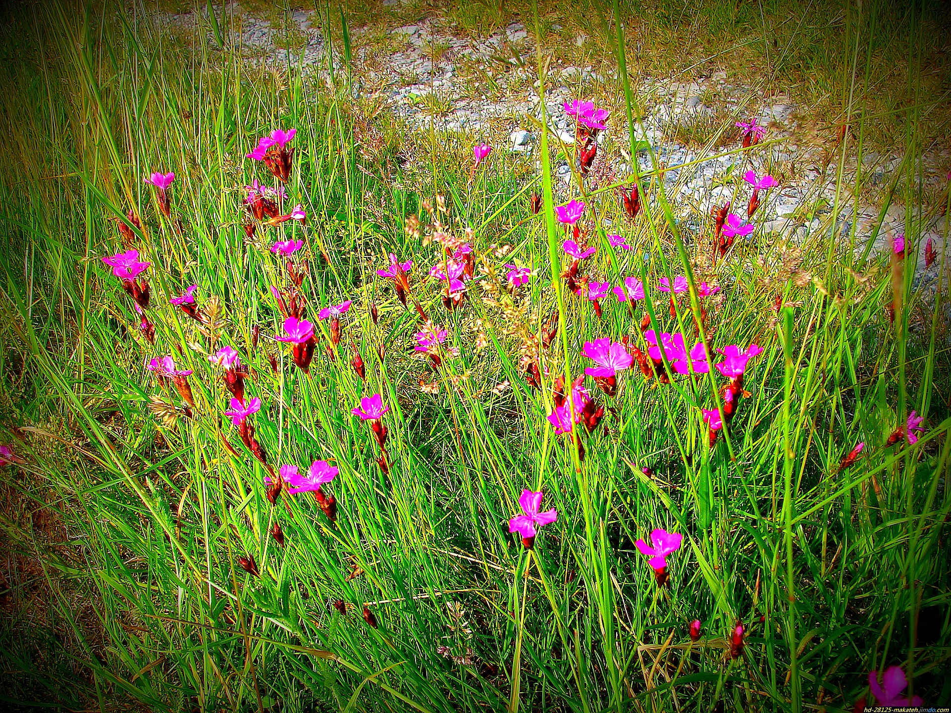 Baixar papel de parede para celular de Flores, Natureza, Flor, Terra/natureza gratuito.