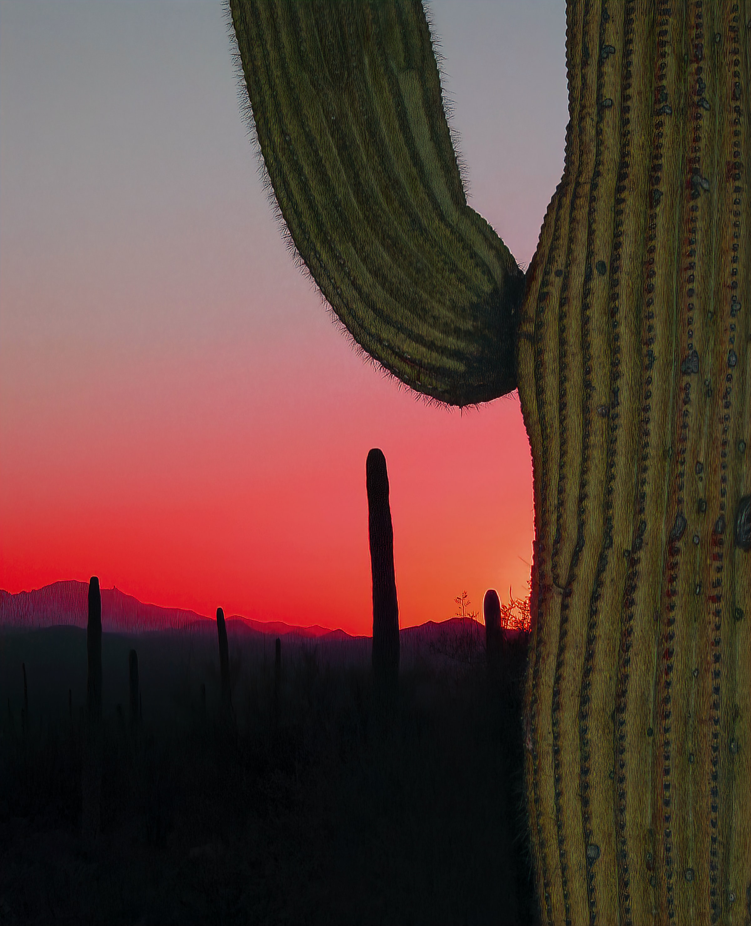 nature, sunset, needle, prairie, hills, cactus High Definition image