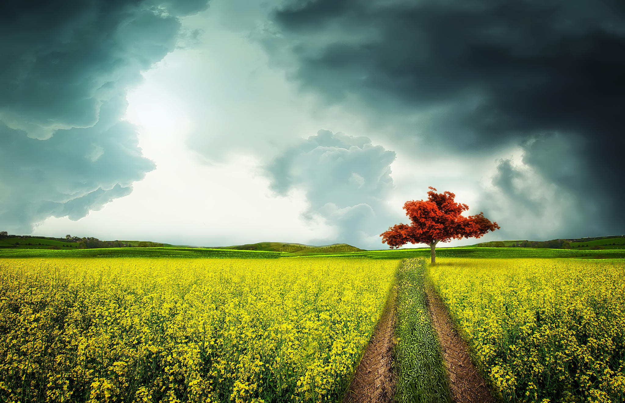 Download mobile wallpaper Flower, Tree, Earth, Field, Canola for free.
