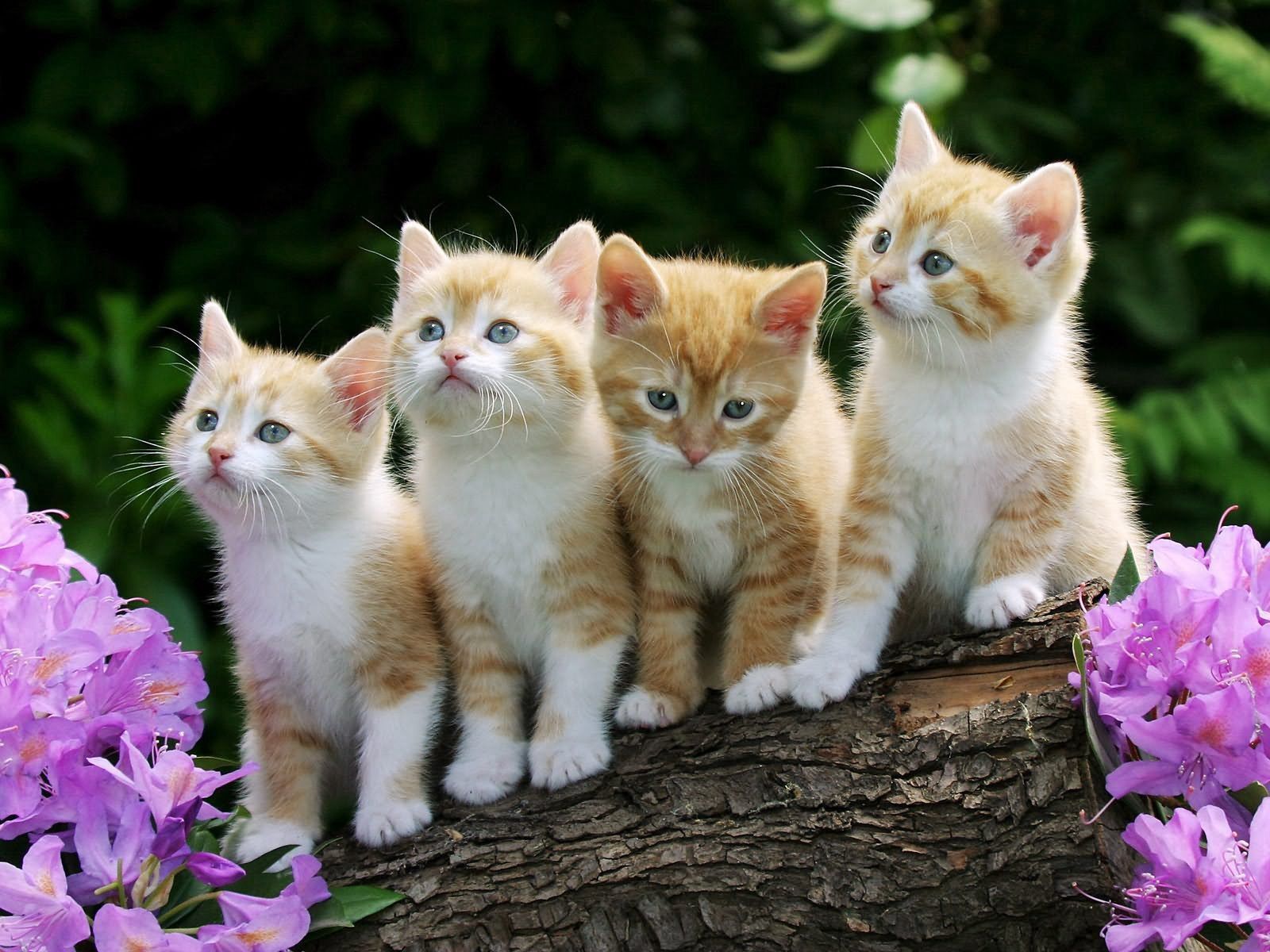 kittens, flowers, animals, sit, lot
