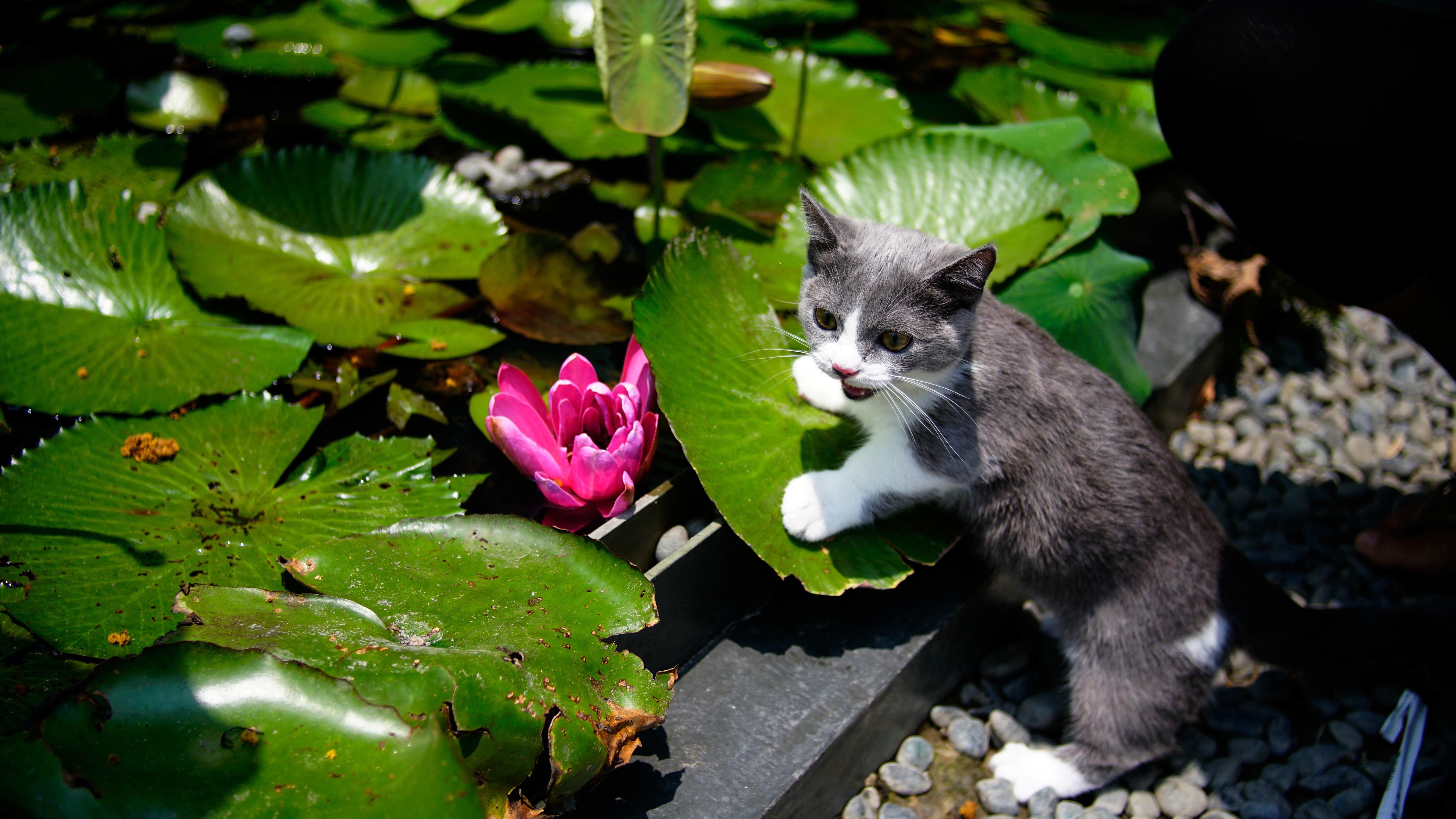 Descarga gratis la imagen Animales, Gatos, Gato, Gatito, Bebe Animal en el escritorio de tu PC