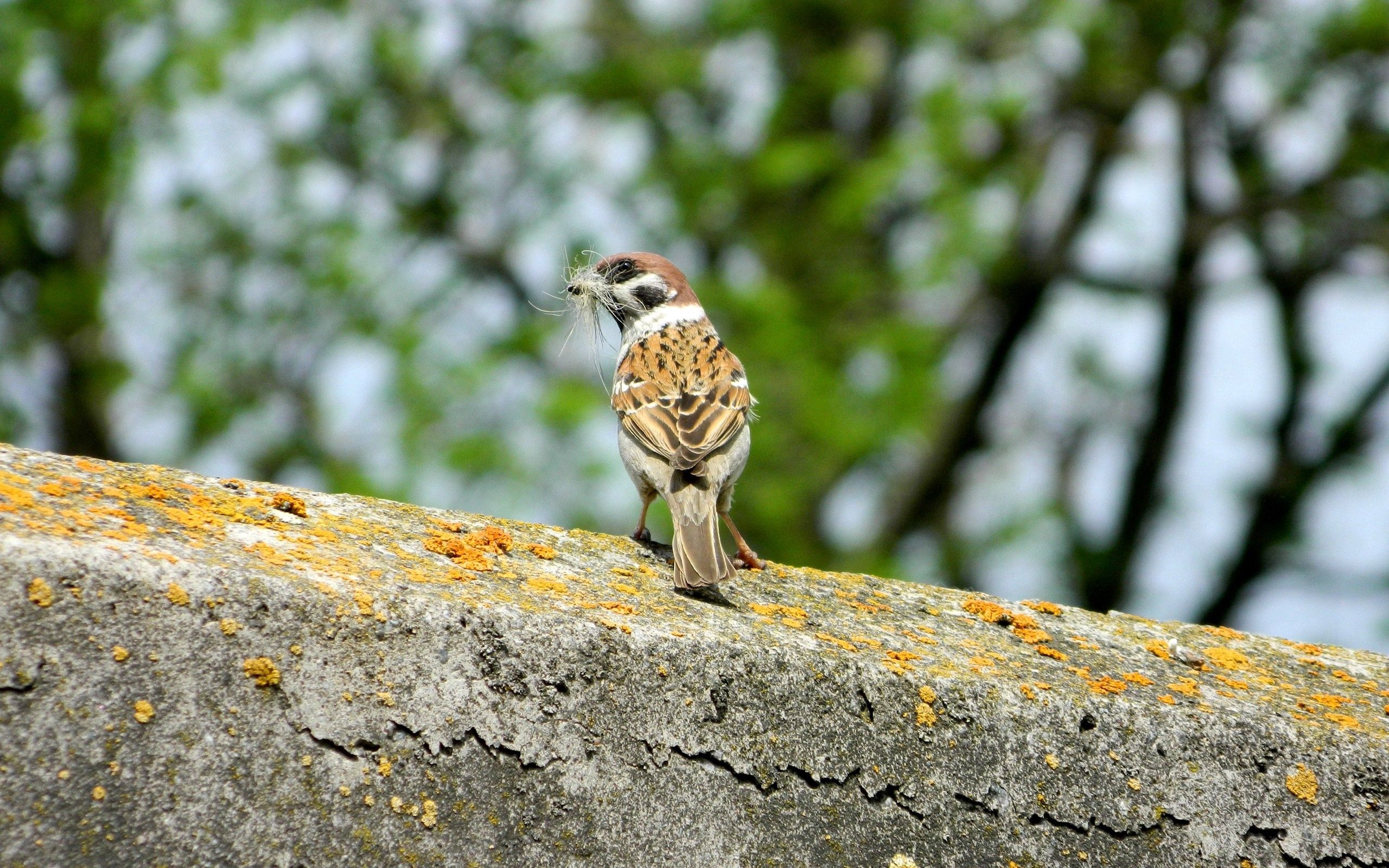 sparrow, animals, bird, moss download HD wallpaper