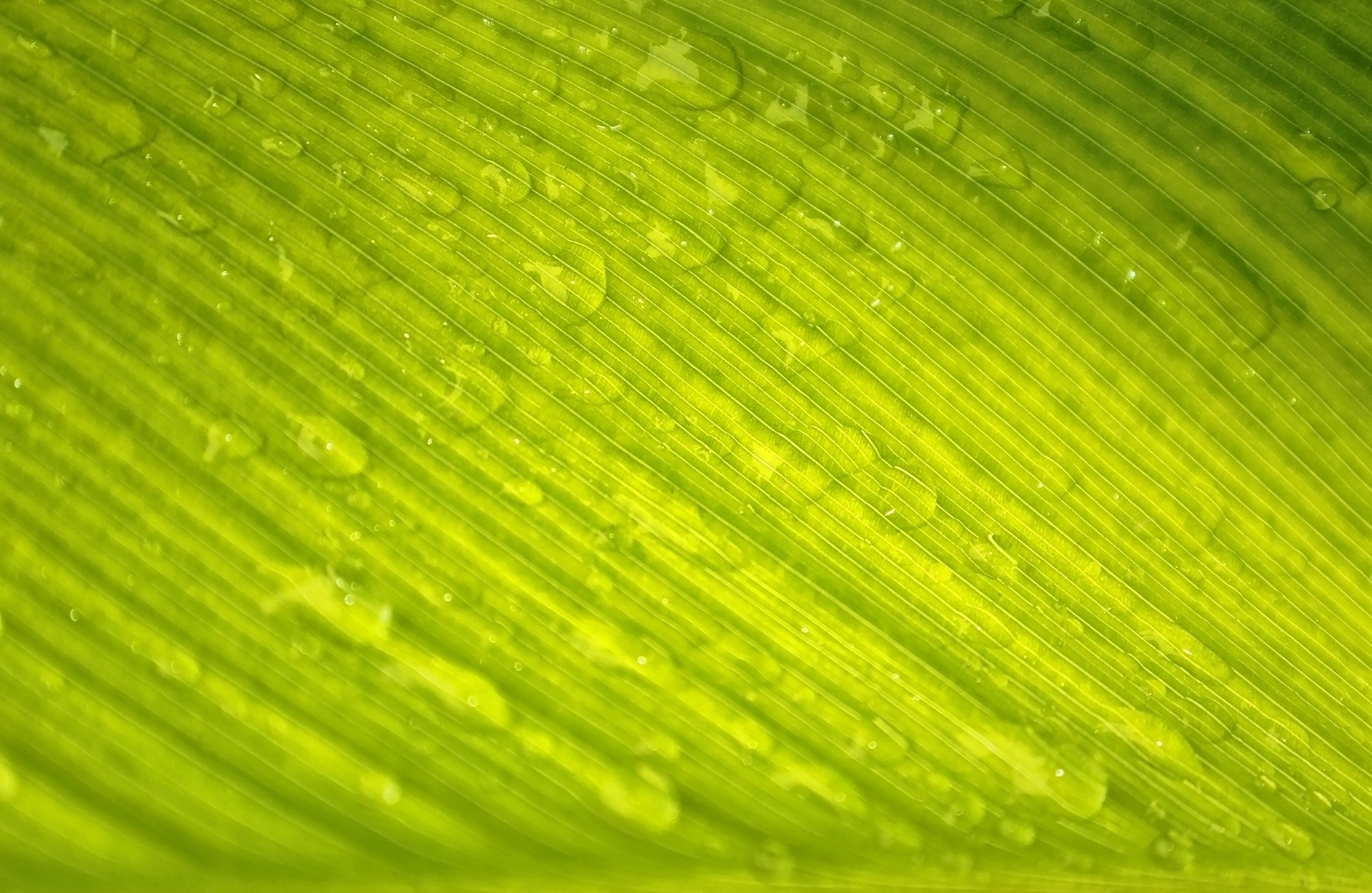 Download mobile wallpaper Macro, Dew, Nature, Leaf, Sheet, Veins, Drops, Texture, Textures for free.