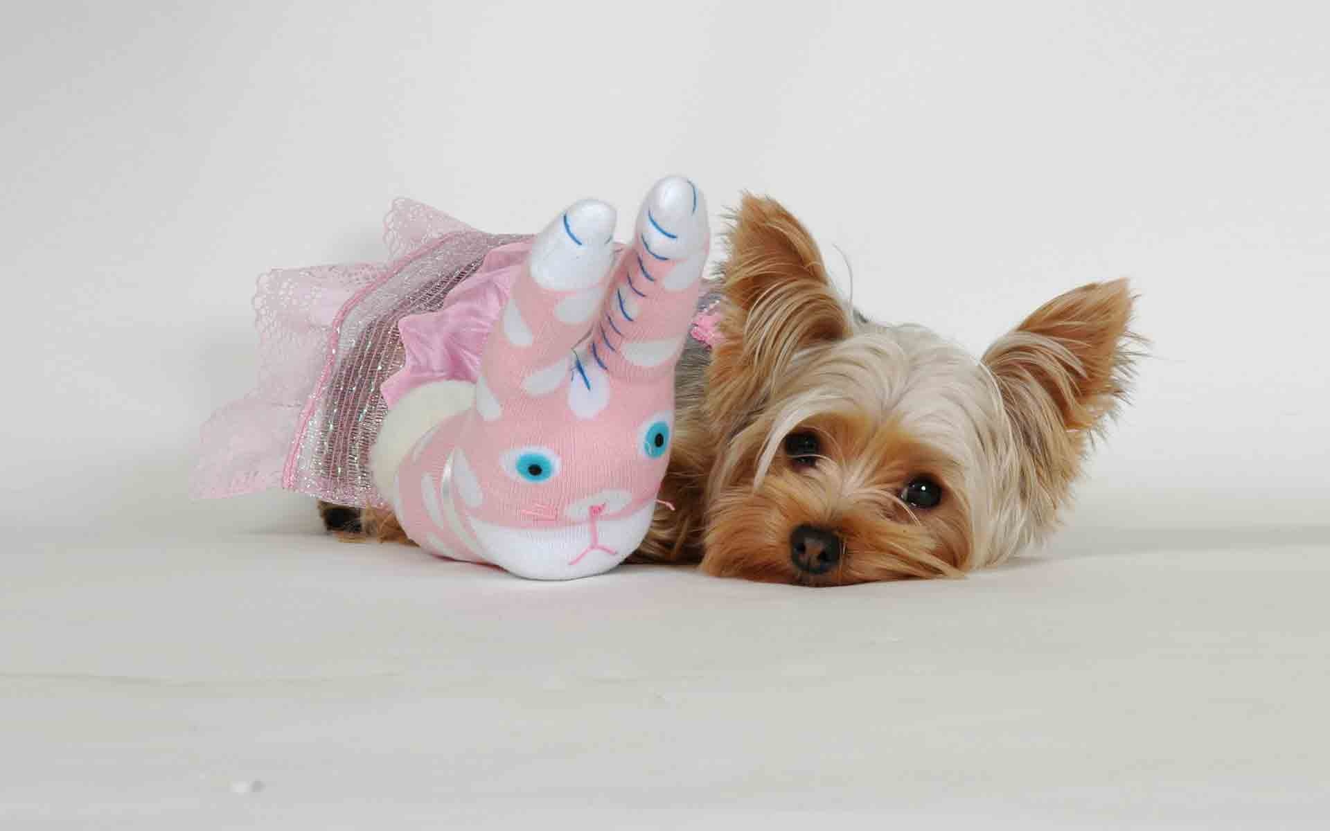 animal, yorkshire terrier, dog, puppy, dogs