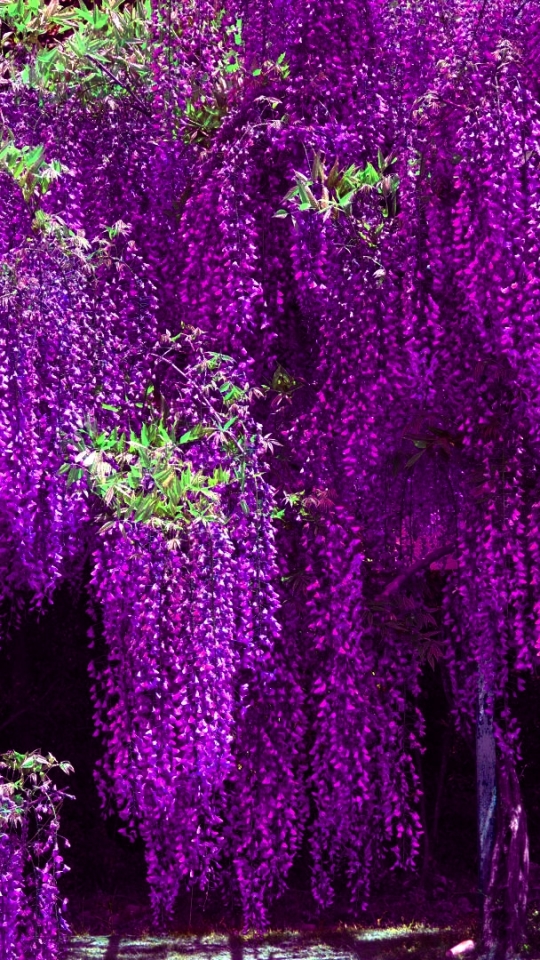 無料モバイル壁紙フラワーズ, 木, 地球, 藤, 紫色の花をダウンロードします。