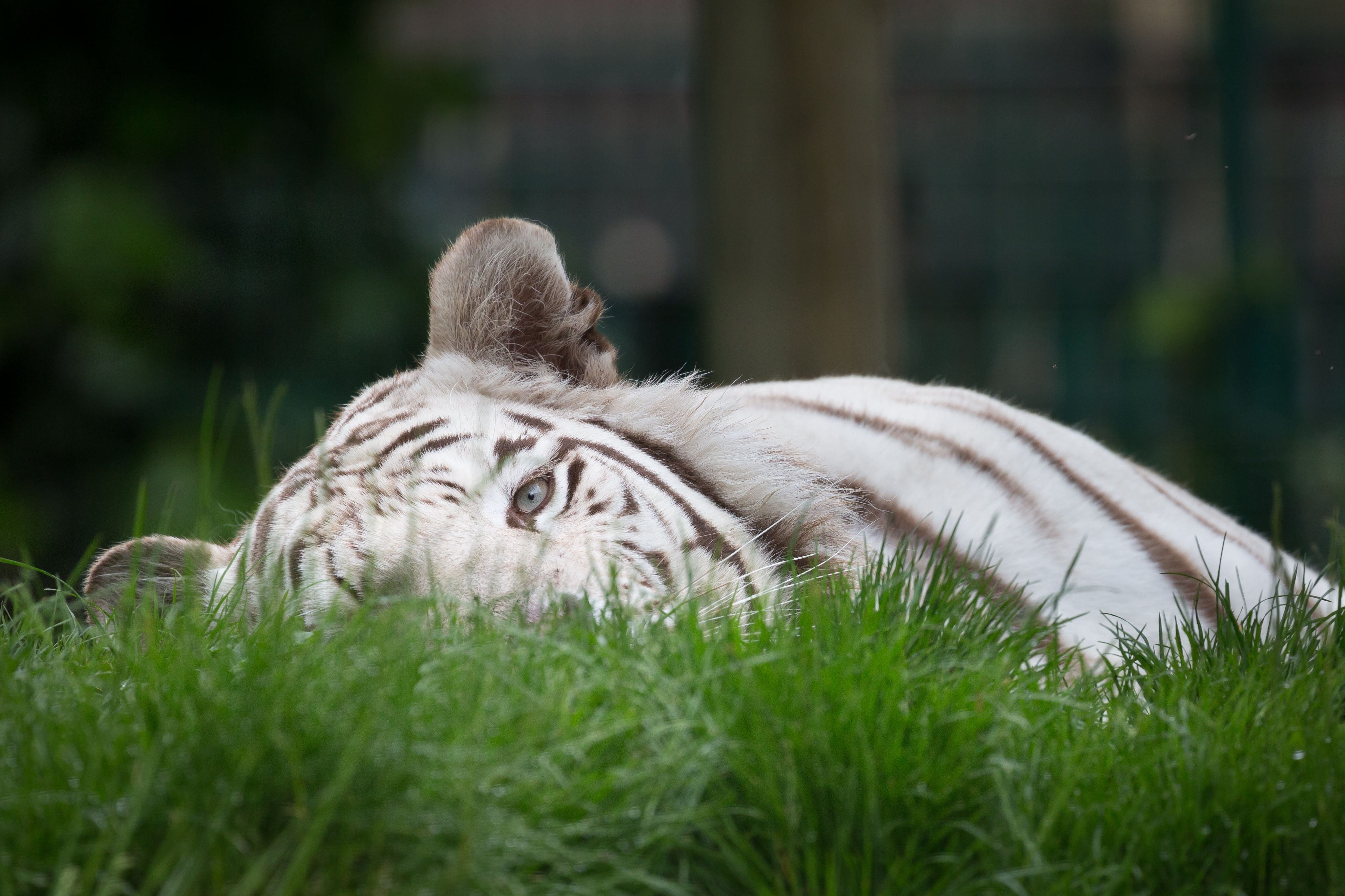 Download mobile wallpaper Cats, Grass, Tiger, Animal, White Tiger, Lying Down for free.
