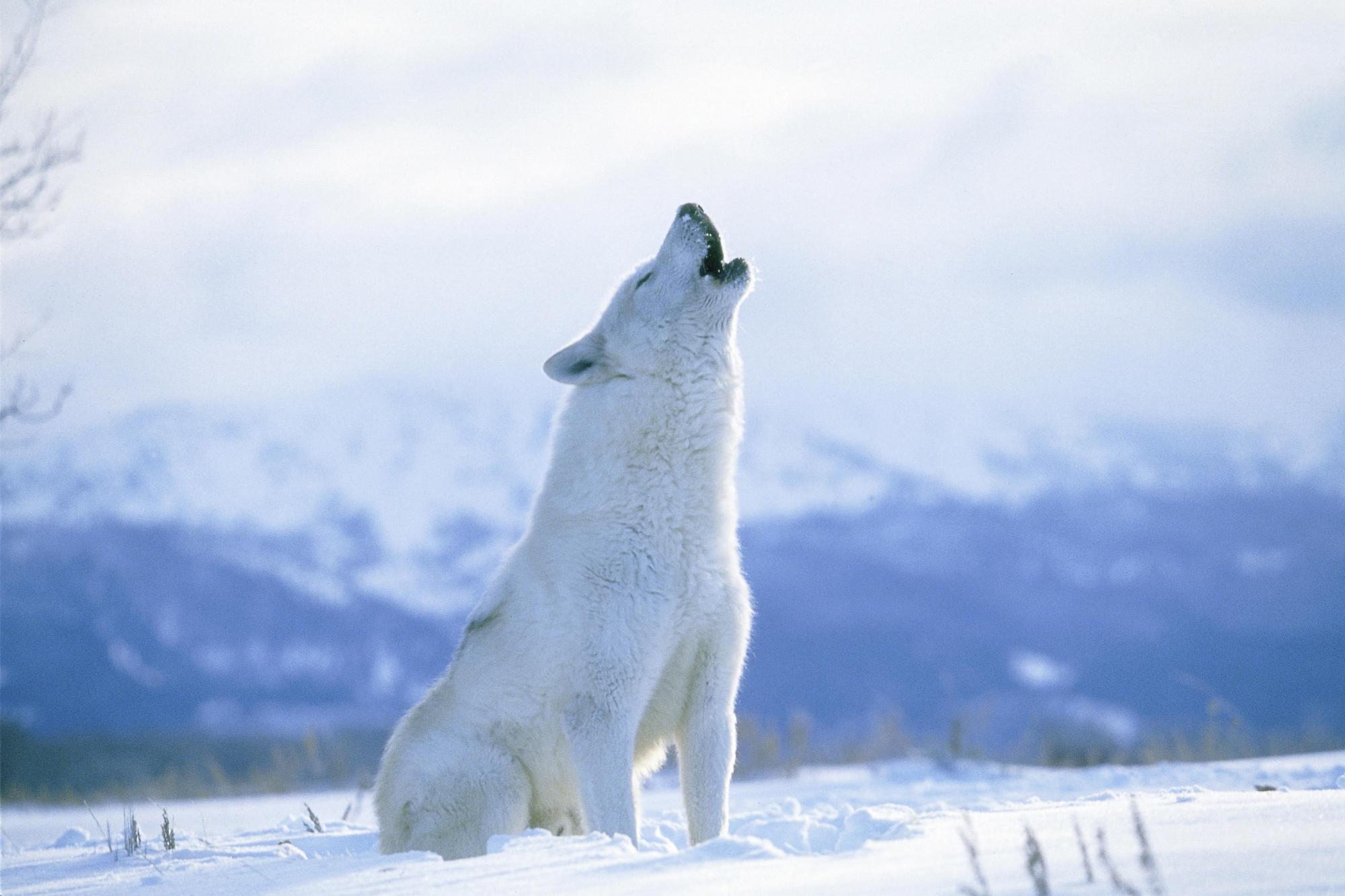 arctic wolf, animal