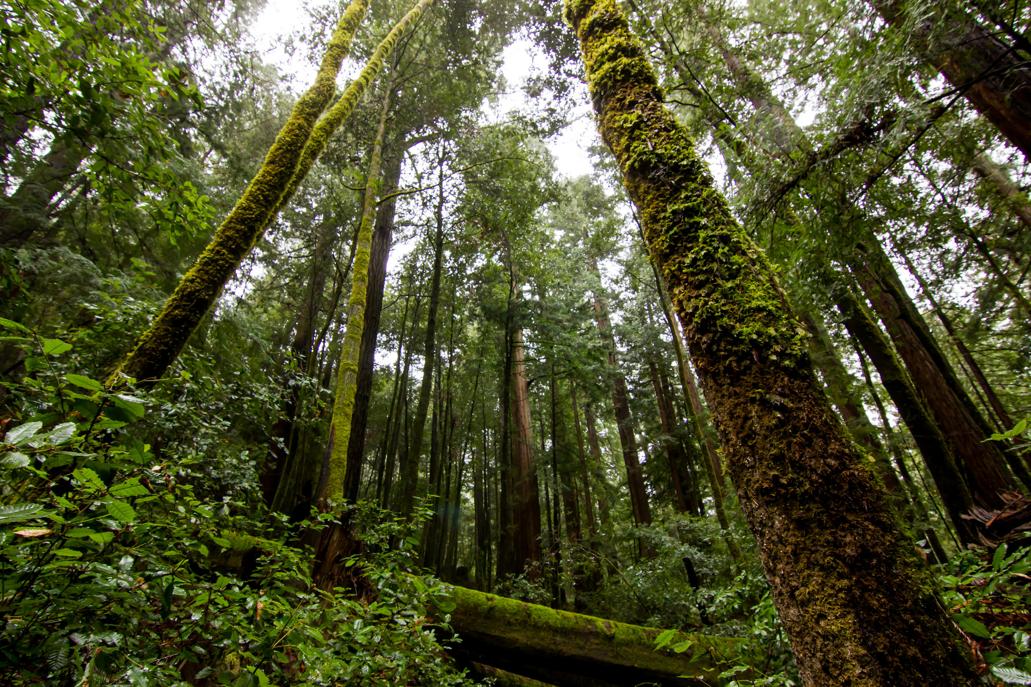 Laden Sie das Wald, Erde/natur-Bild kostenlos auf Ihren PC-Desktop herunter