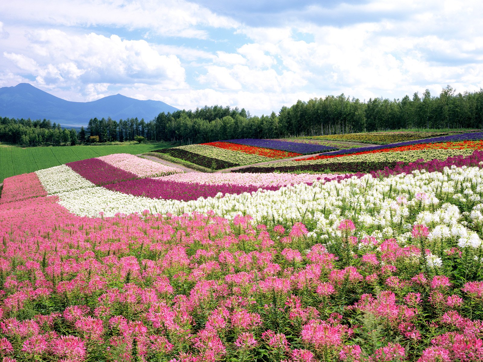 158969 завантажити шпалери весна, земля, пейзаж, кольори, квітка, японія - заставки і картинки безкоштовно