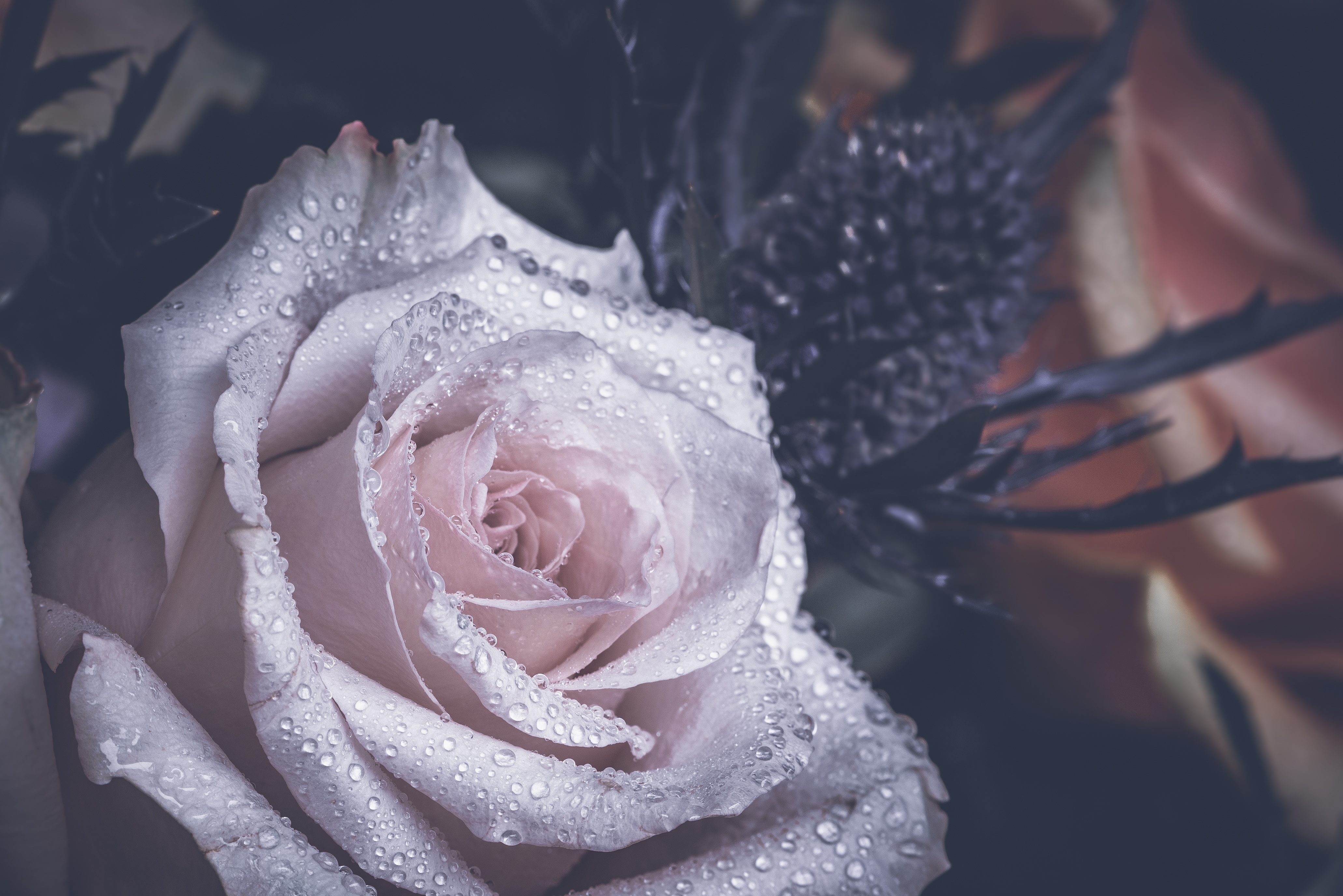 Téléchargez gratuitement l'image Drops, Fleurs, Pétales, Une Rose, Rose sur le bureau de votre PC