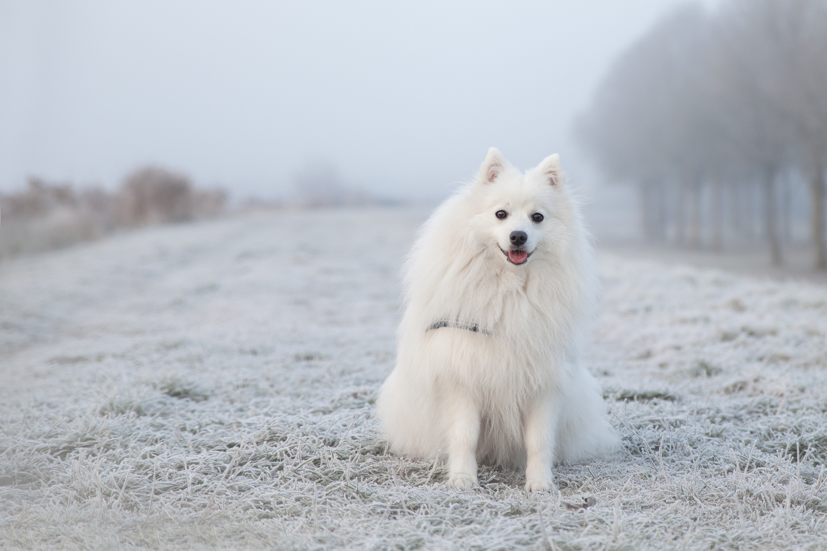 Laden Sie das Tiere, Winter, Hunde, Hund, Spitz-Bild kostenlos auf Ihren PC-Desktop herunter