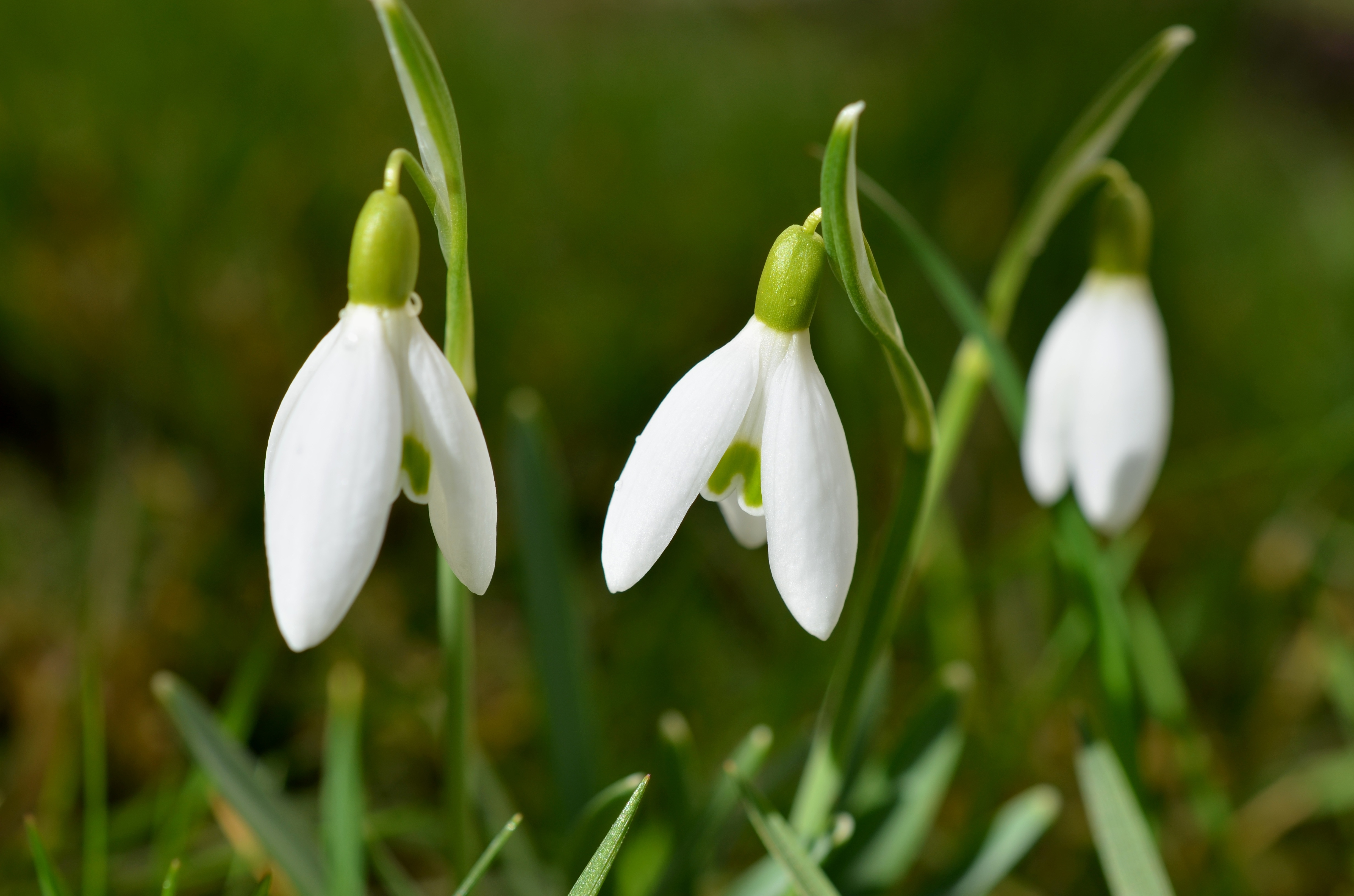 snowdrops, flowers, spring