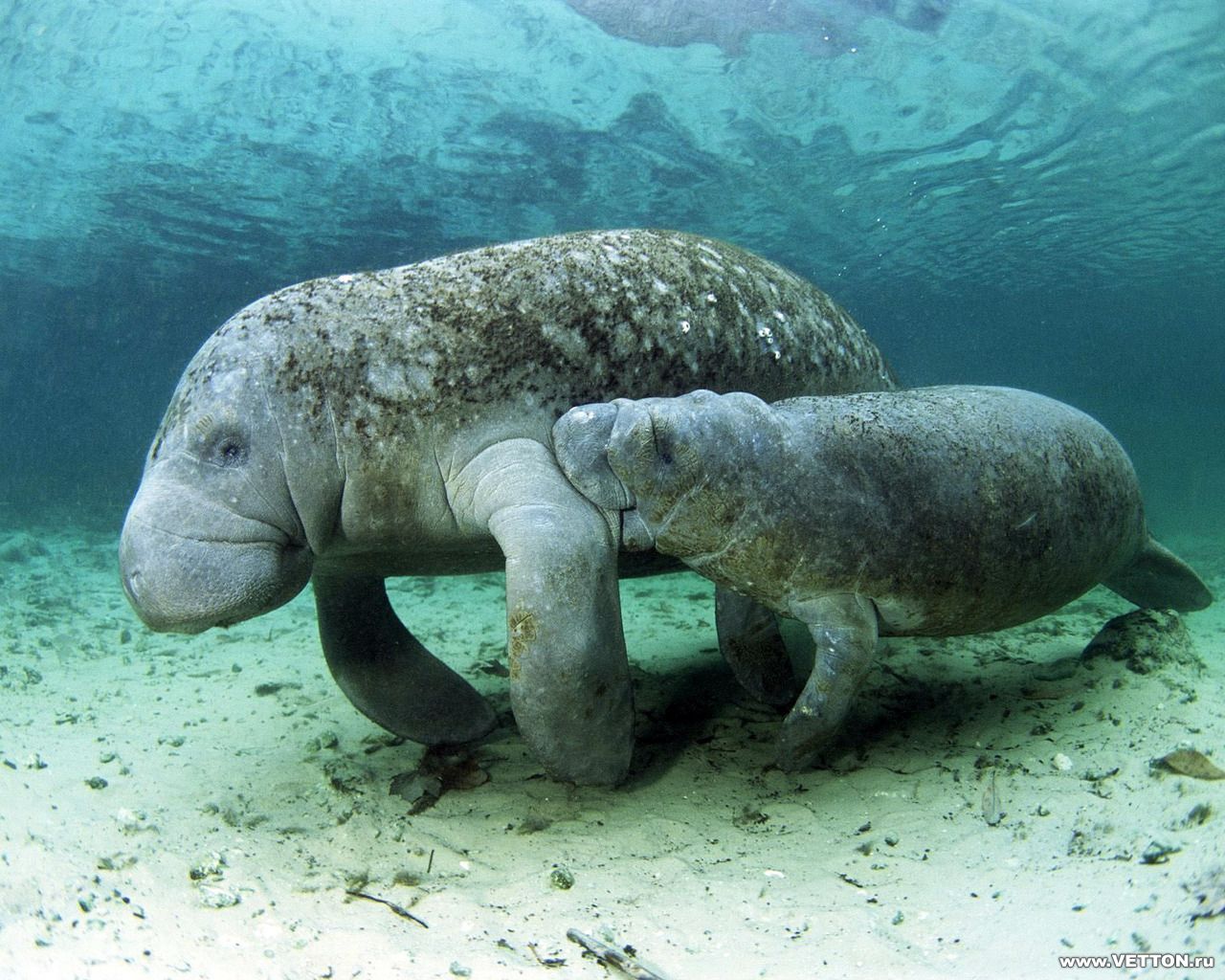animal, dugong