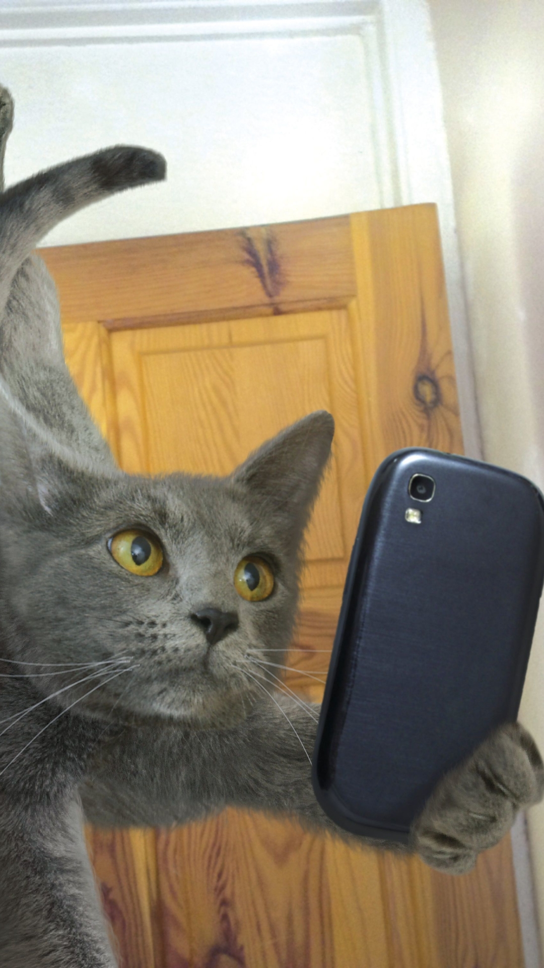 Скачати мобільні шпалери Гумор, Кішка, Коти, Селфі, Смартфон безкоштовно.