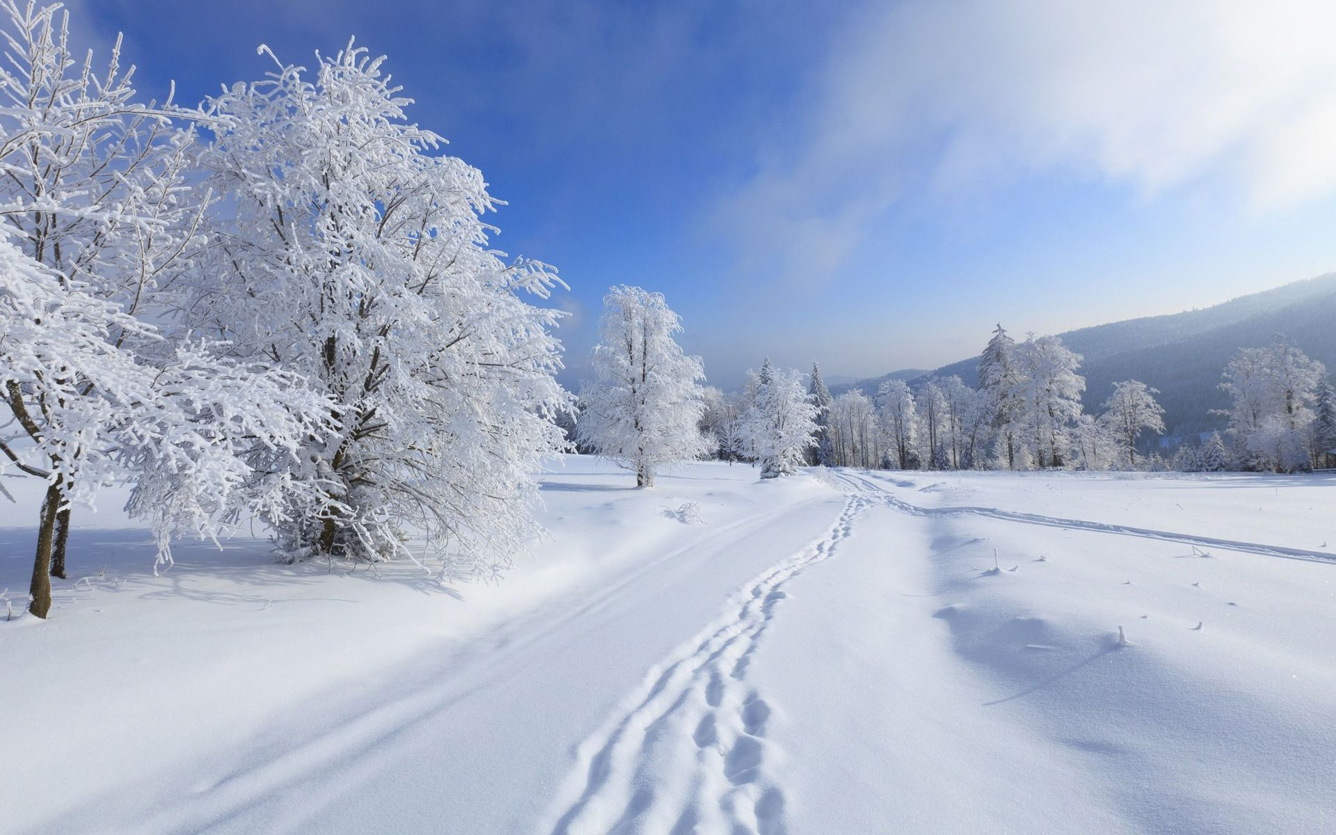landscape, winter, trees, snow, blue