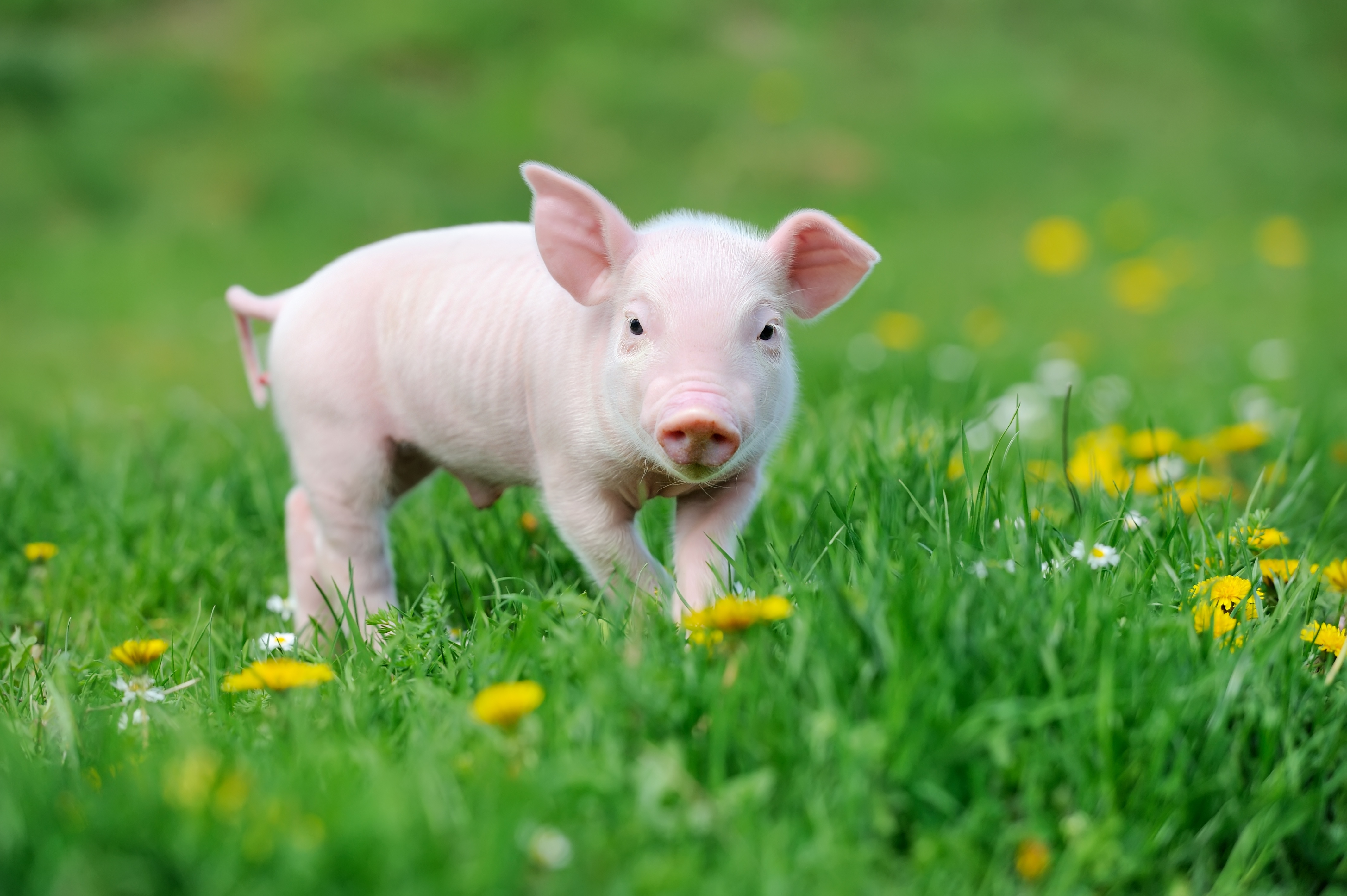 1039511 скачать обои свинья, пятачок, животные, детеныш животного - заставки и картинки бесплатно