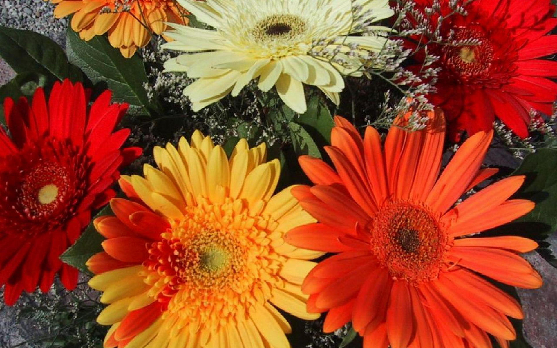 無料モバイル壁紙ガーベラ, 赤い花, 黄色い花, フラワーズ, 花, 地球をダウンロードします。