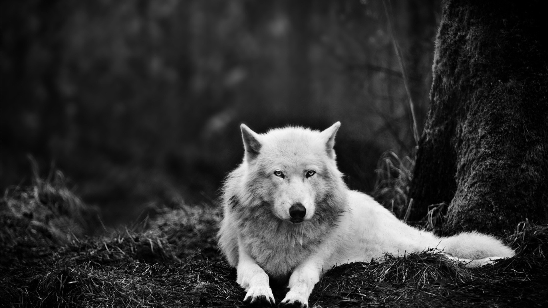 Download mobile wallpaper Wolf, Animal, Black & White for free.