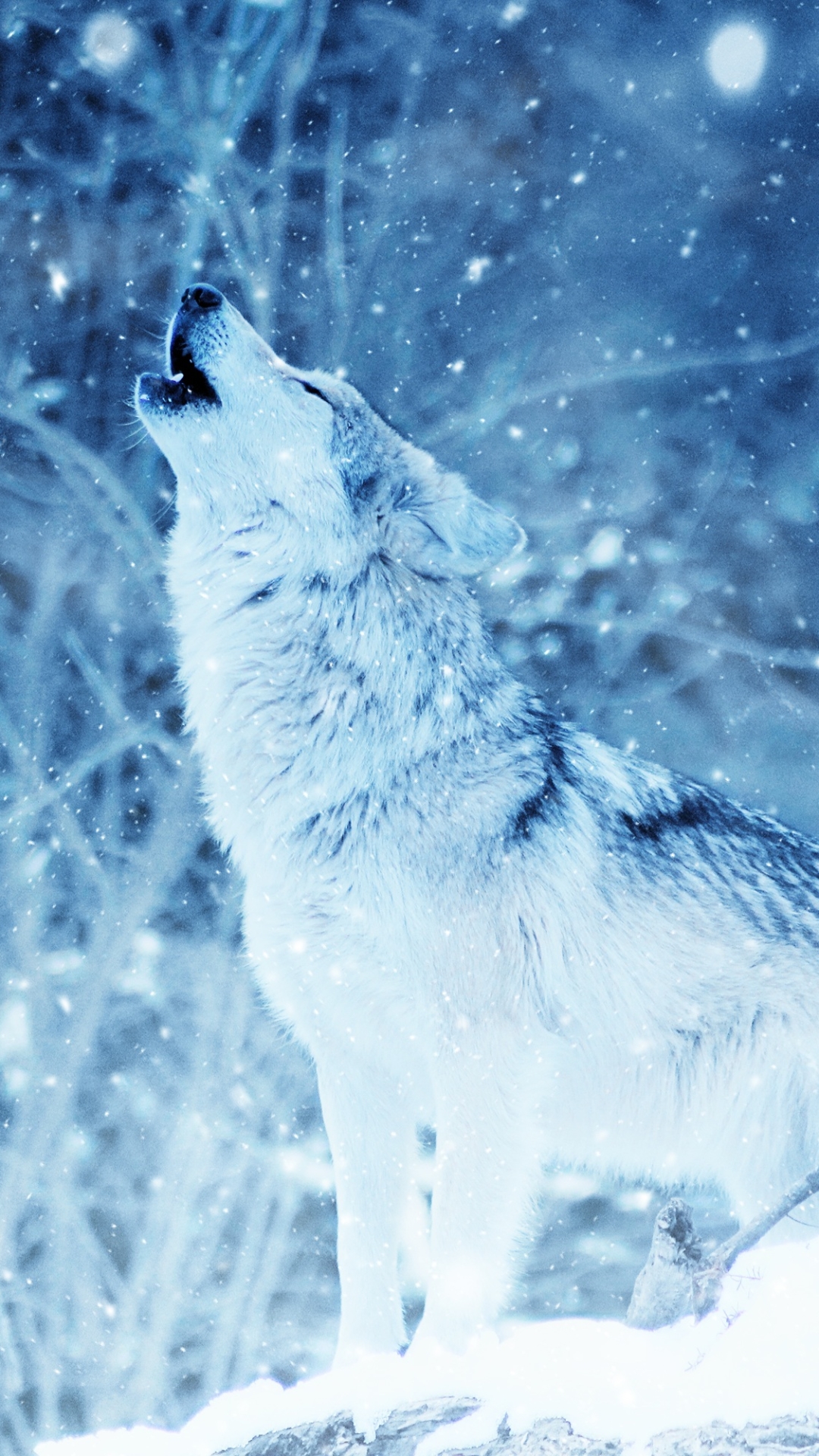 1122744 скачать обои вой, волк, волки, животные, снегопад, зима - заставки и картинки бесплатно