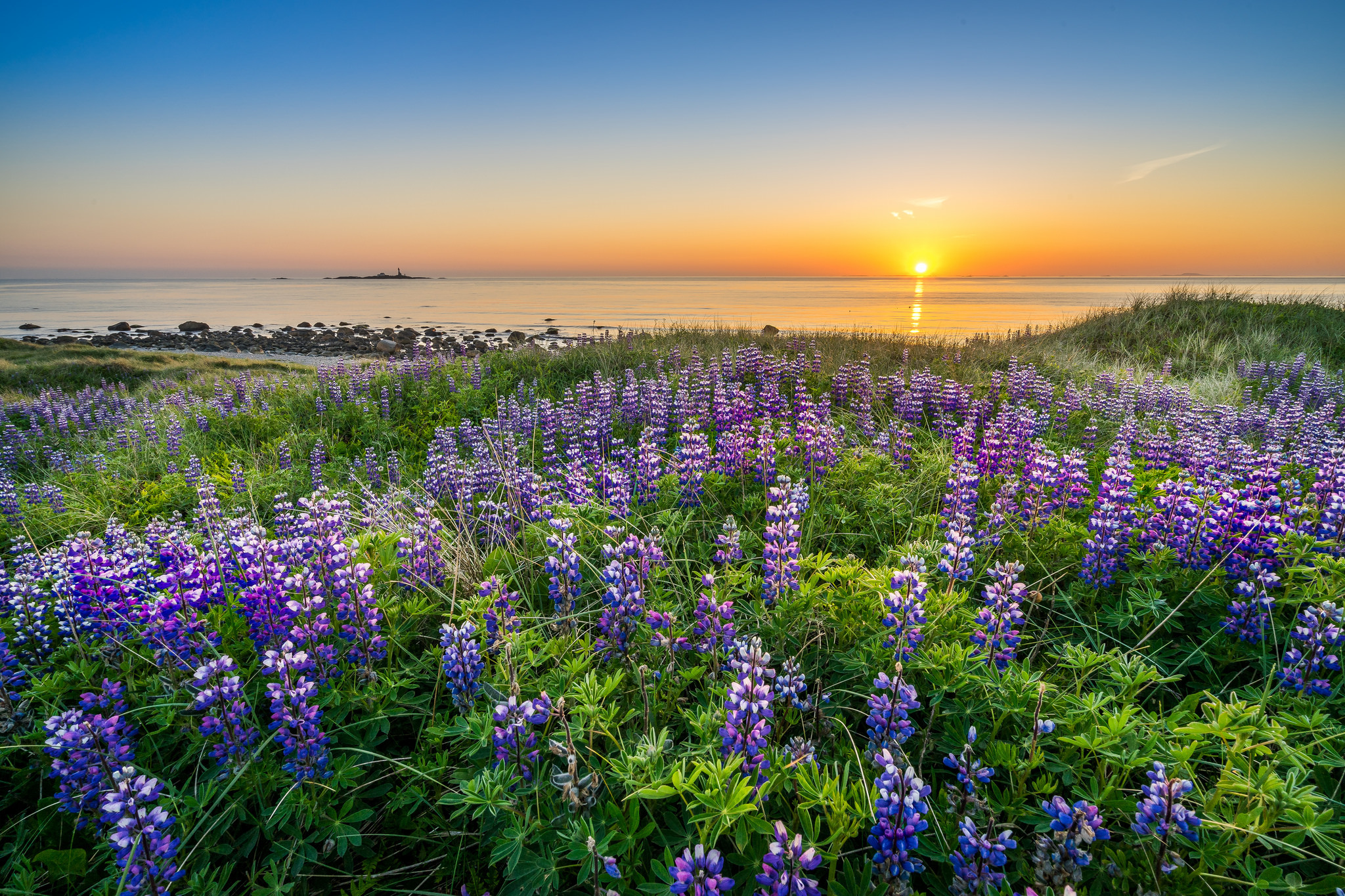 Free download wallpaper Nature, Sunset, Sky, Horizon, Flower, Ocean, Earth, Purple Flower on your PC desktop