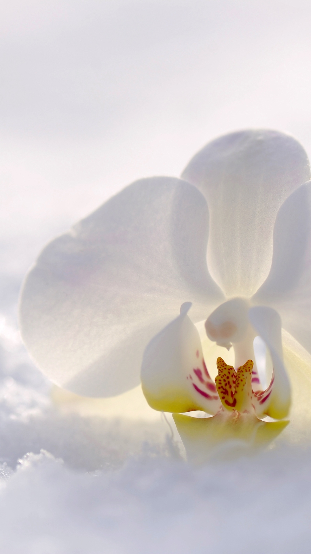 Download mobile wallpaper Nature, Flowers, Snow, Flower, Earth, Orchid, White Flower for free.