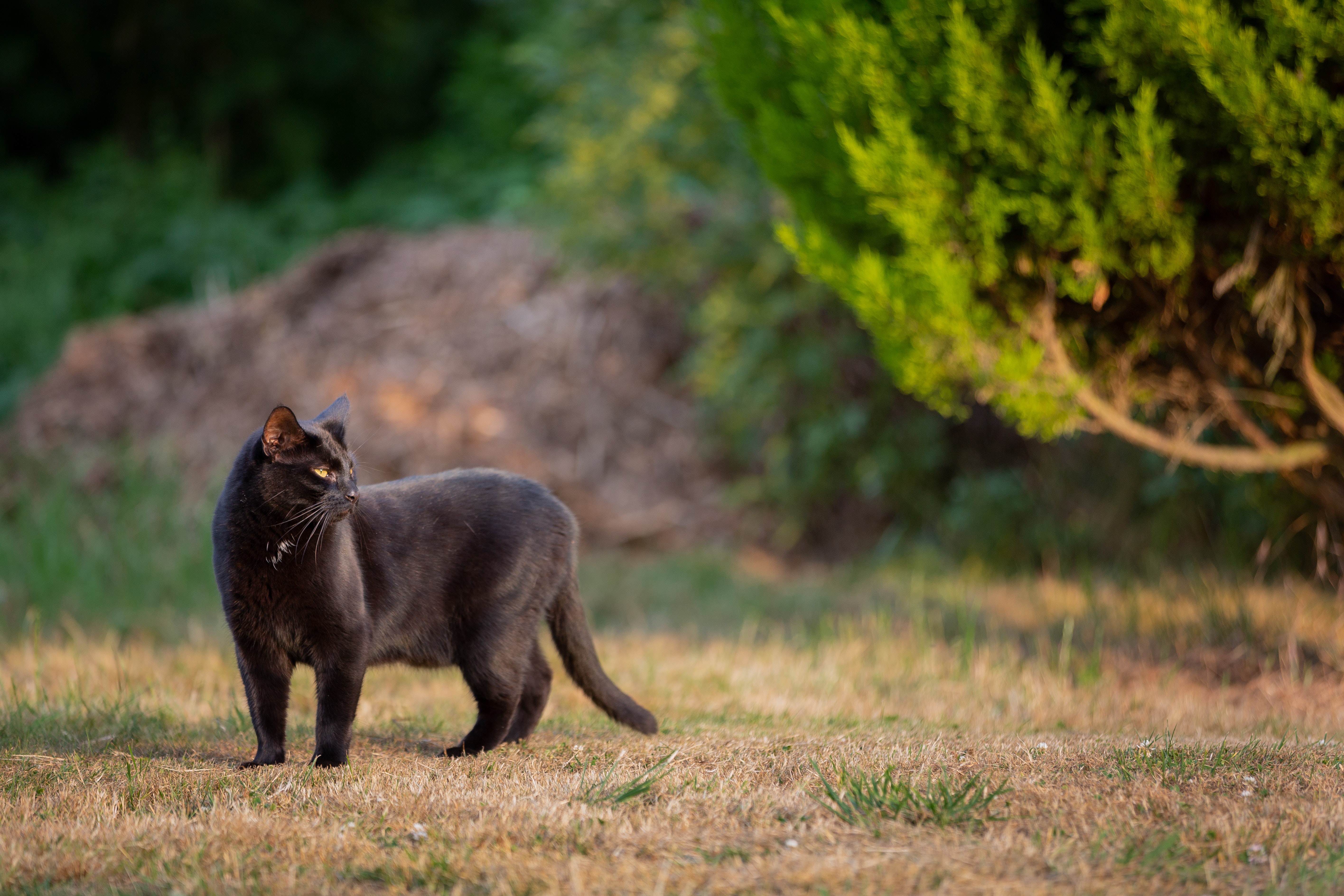 85108 baixar imagens gato preto, animais, gato, passeio, passear - papéis de parede e protetores de tela gratuitamente