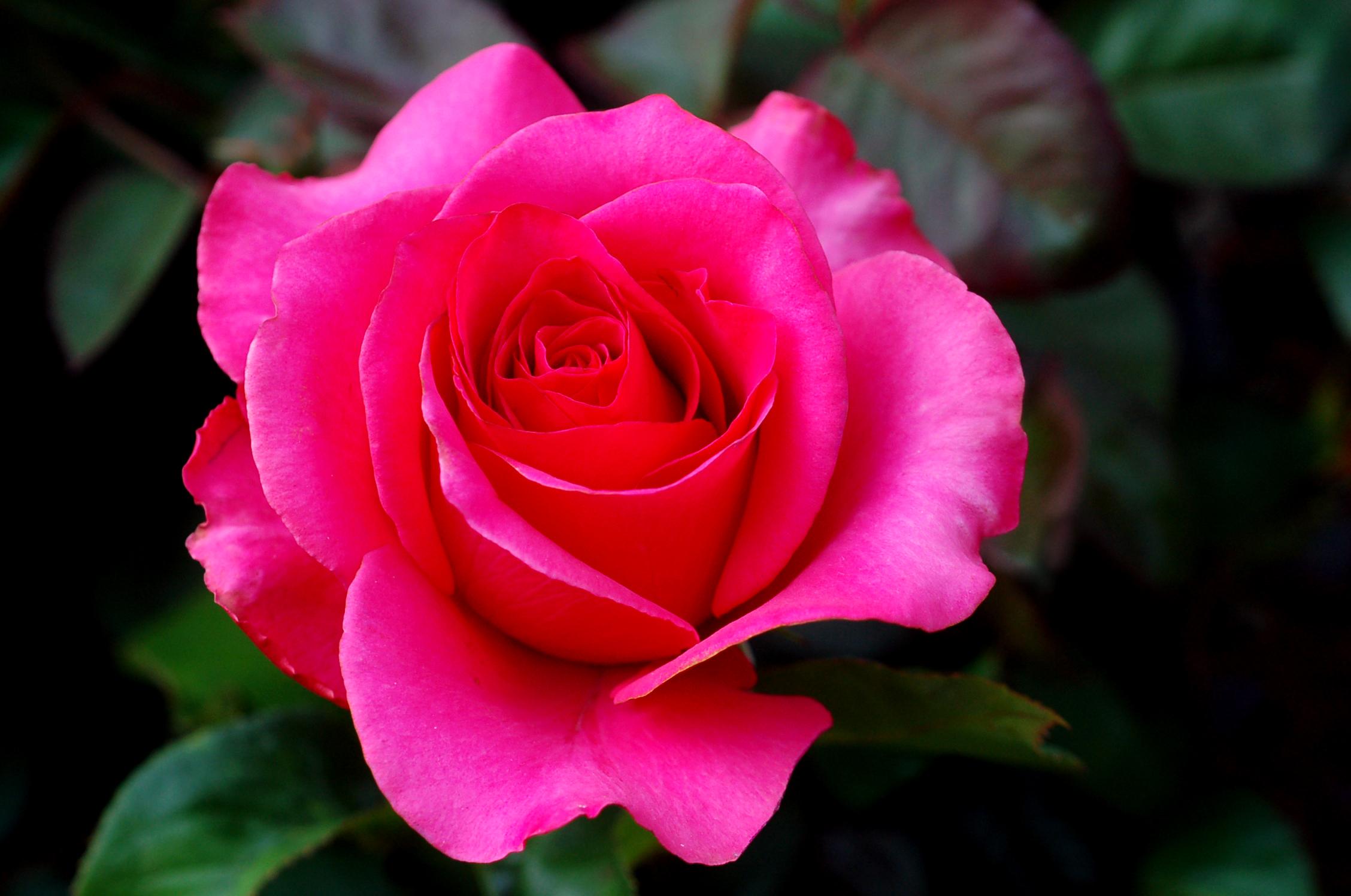 Téléchargez gratuitement l'image Fleurs, Rose, Fleur, Fermer, Terre/nature, Fleur Rose sur le bureau de votre PC